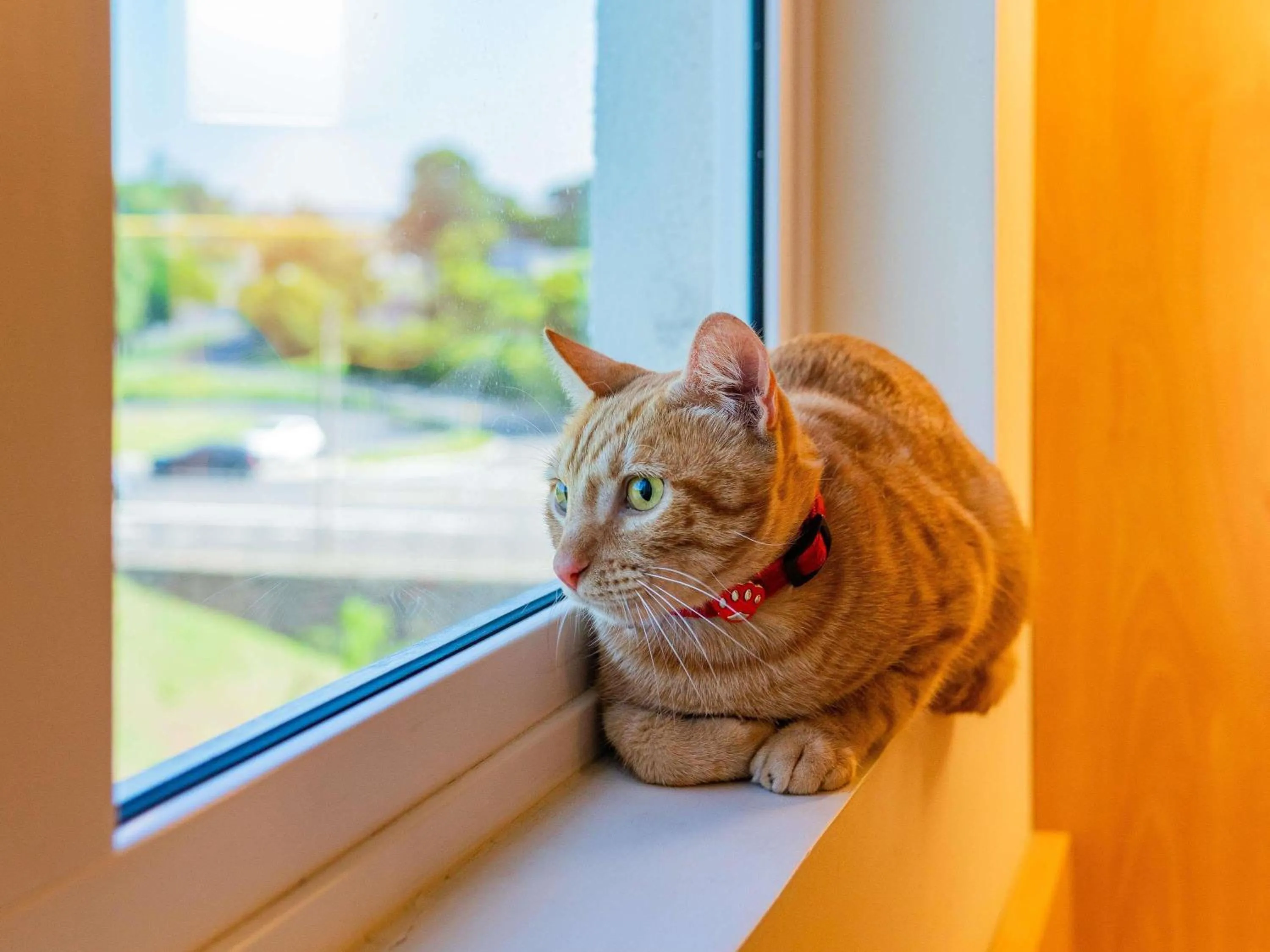 Property building in ibis Novo Hamburgo