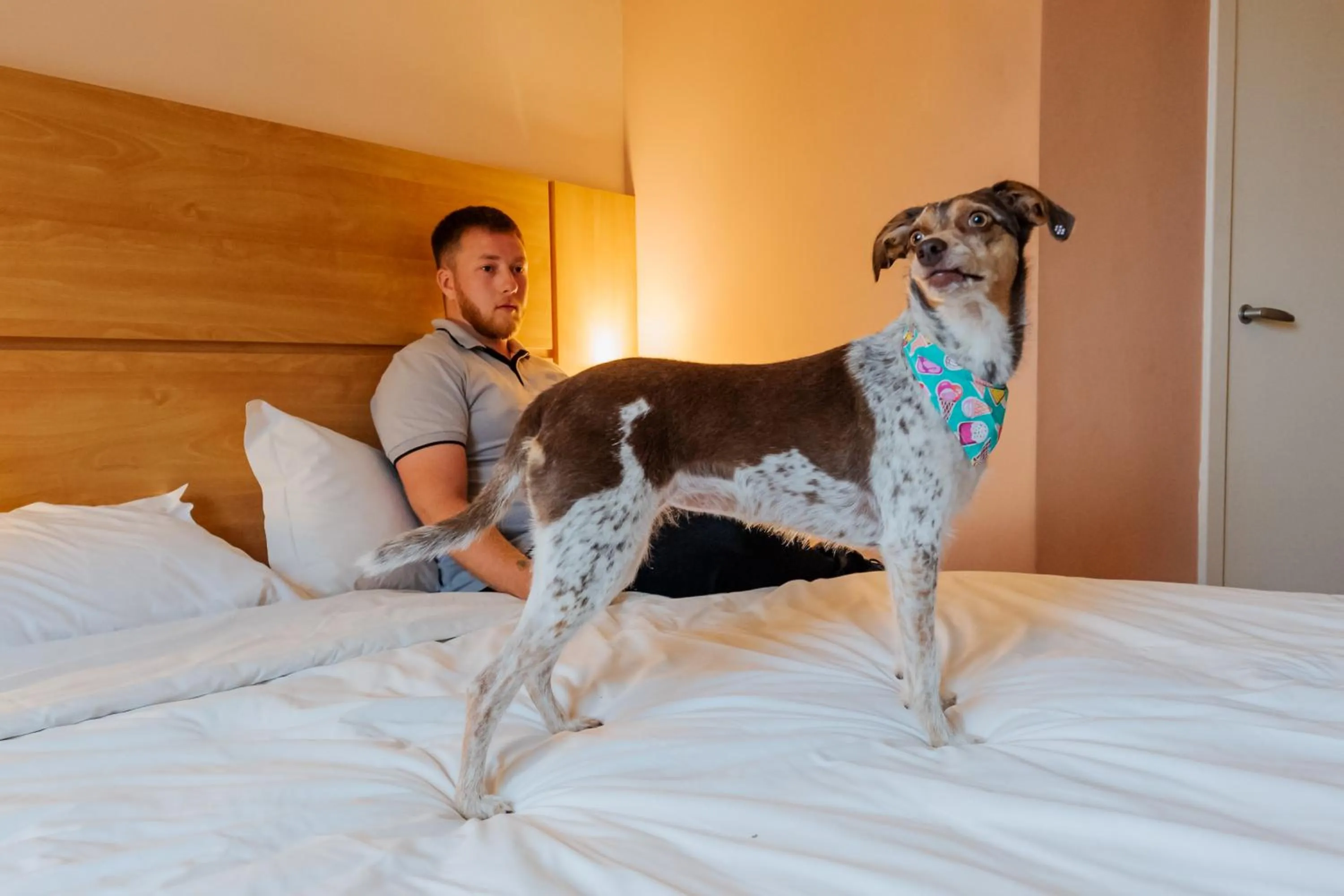 Pets, Bed in ibis Novo Hamburgo