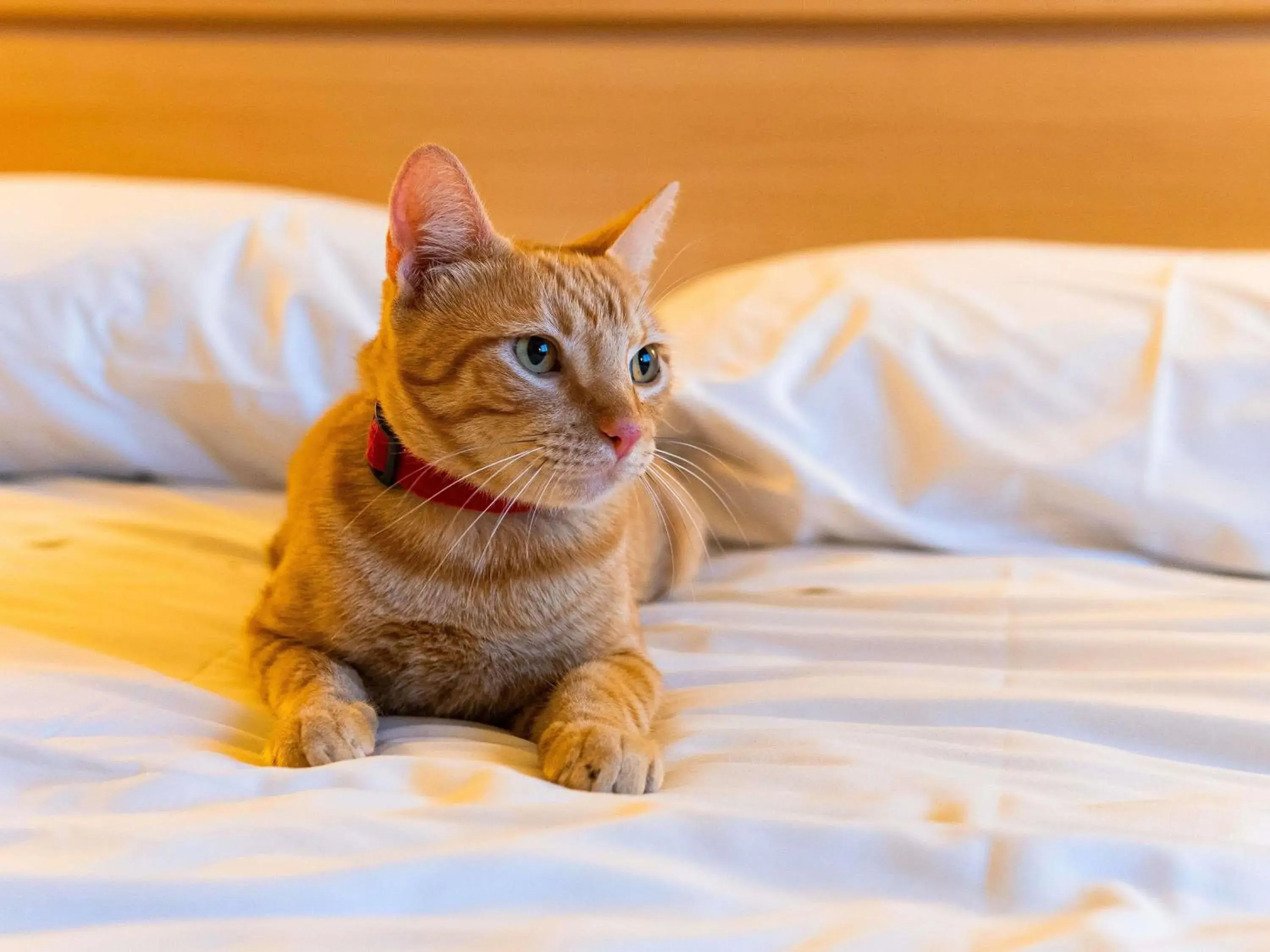 Property building in ibis Novo Hamburgo Property building in ibis Novo Hamburgo