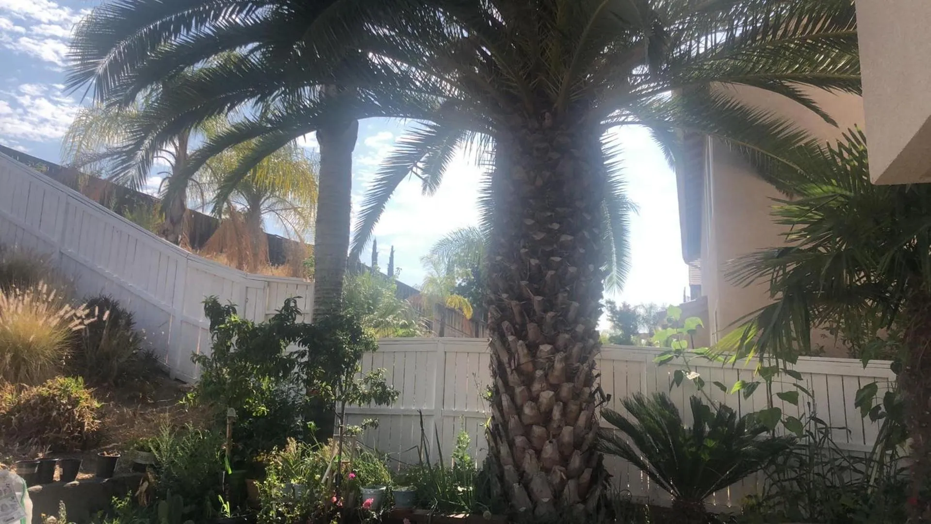 Garden in Balloons and Wine