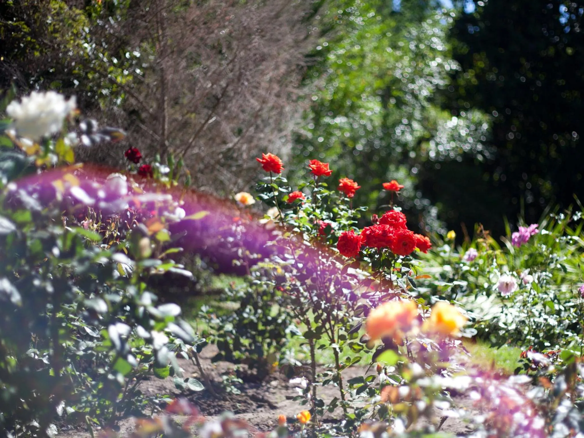 Garden in Andelomi Forest Lodge