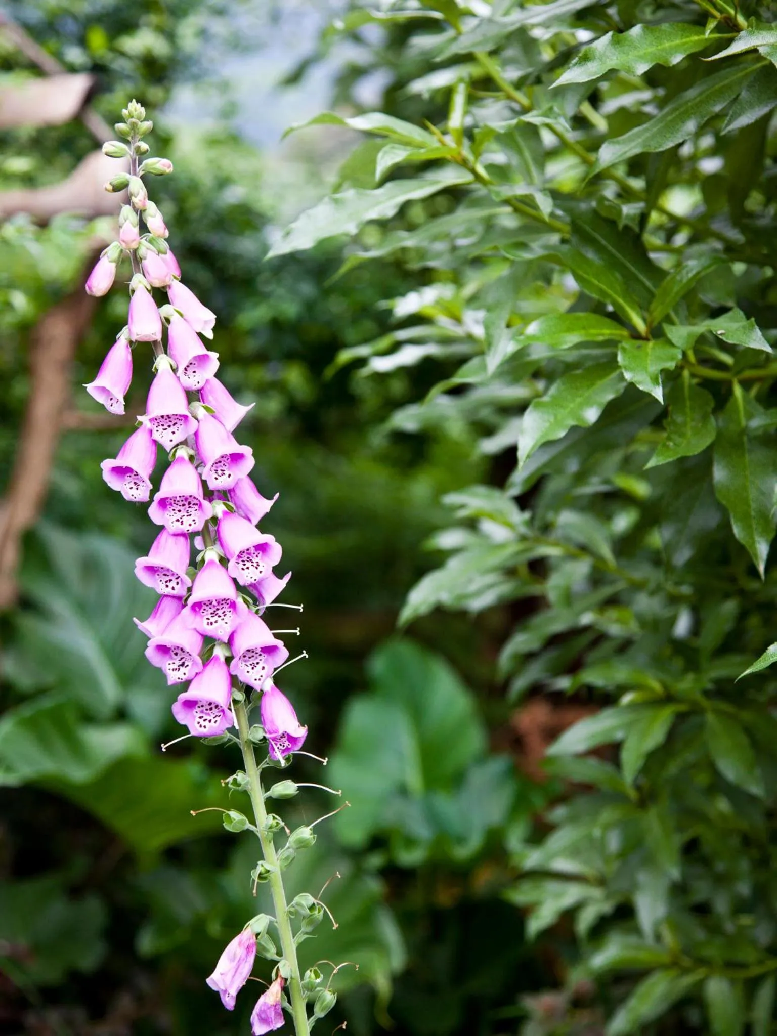 Garden in Andelomi Forest Lodge