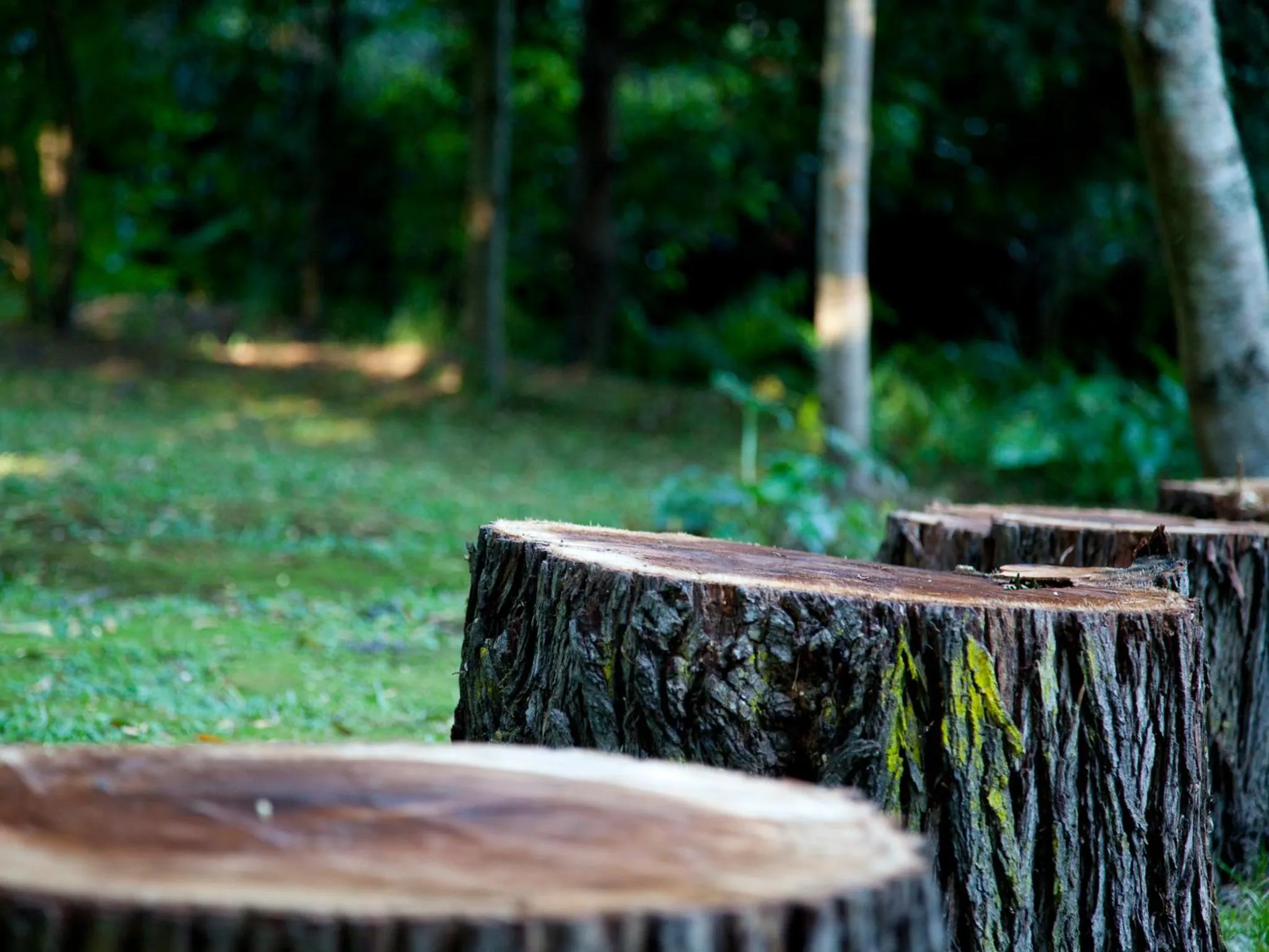 Garden in Andelomi Forest Lodge