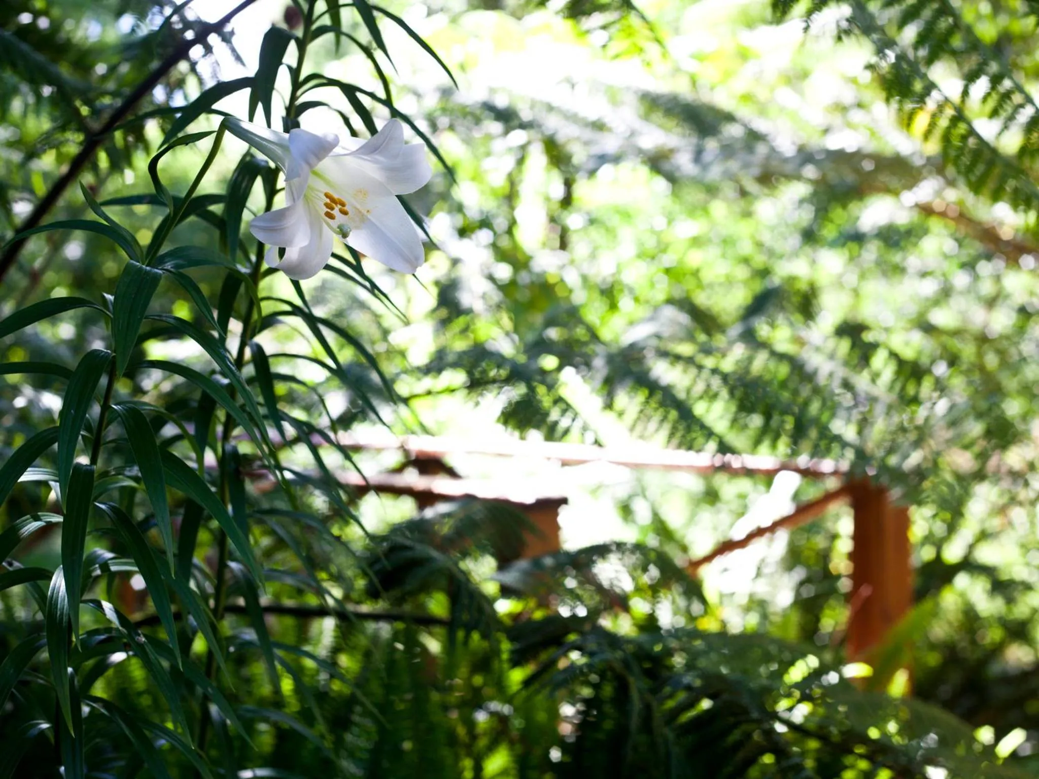 Garden in Andelomi Forest Lodge