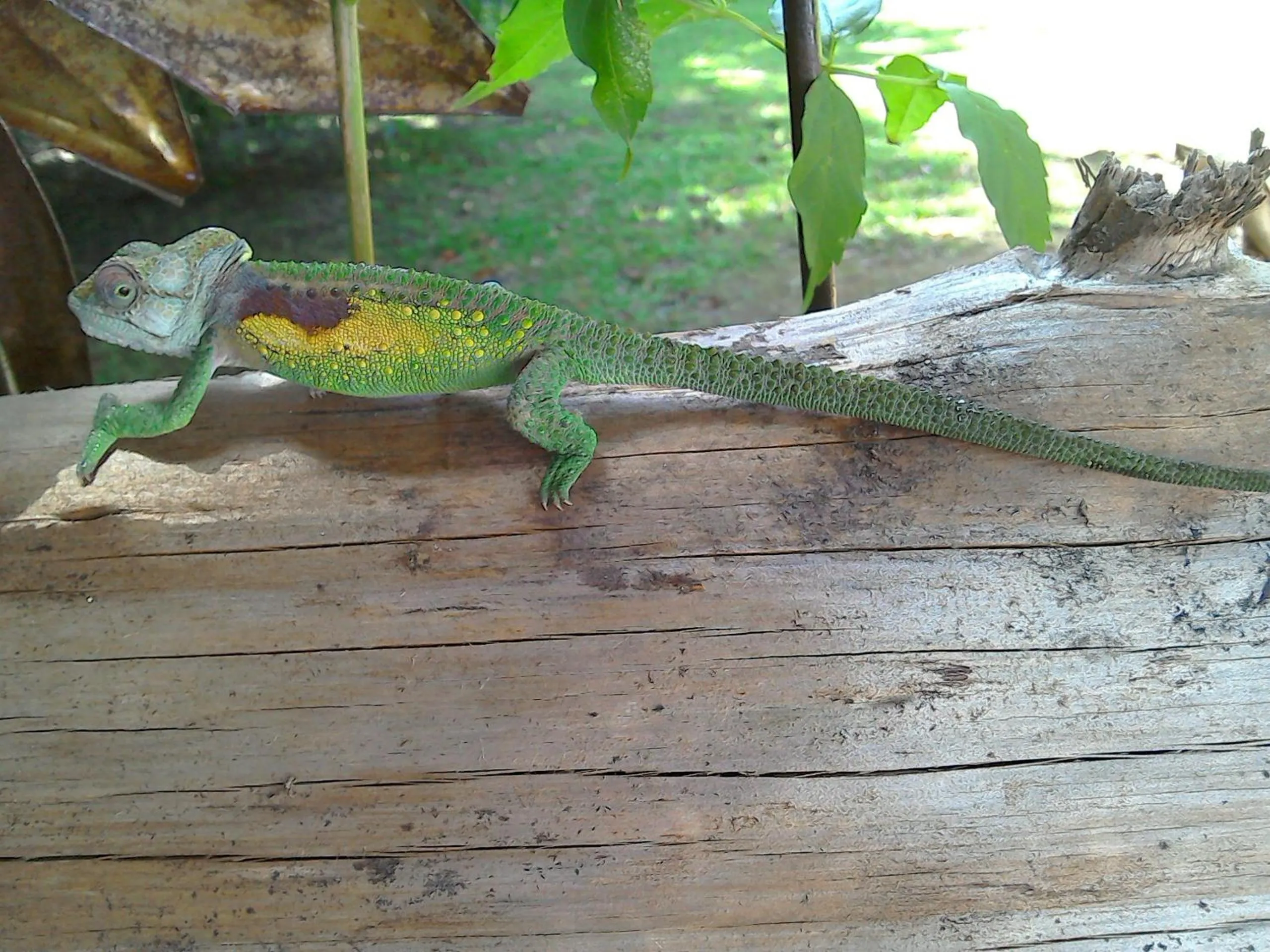 Garden in Andelomi Forest Lodge