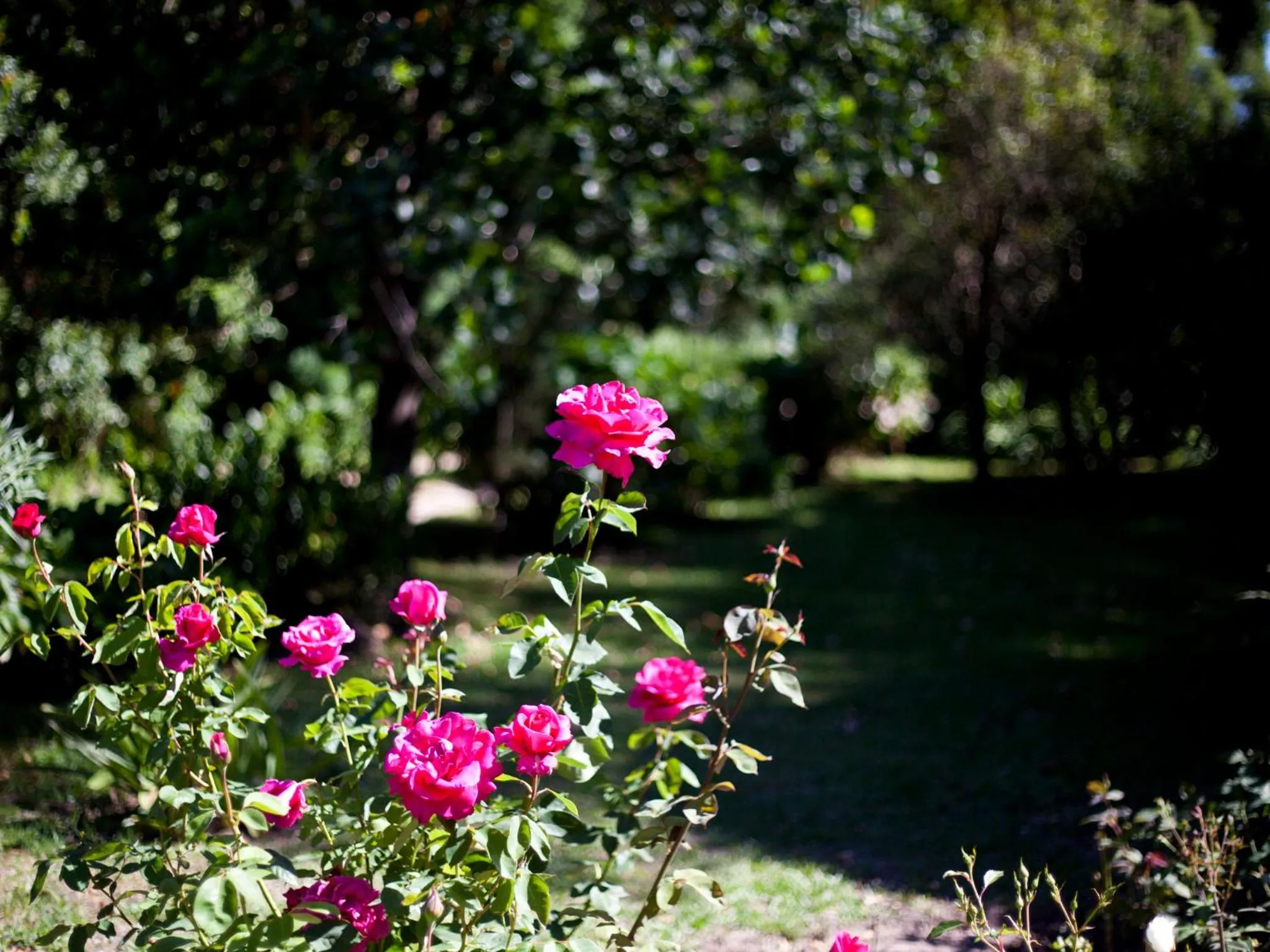 Garden in Andelomi Forest Lodge
