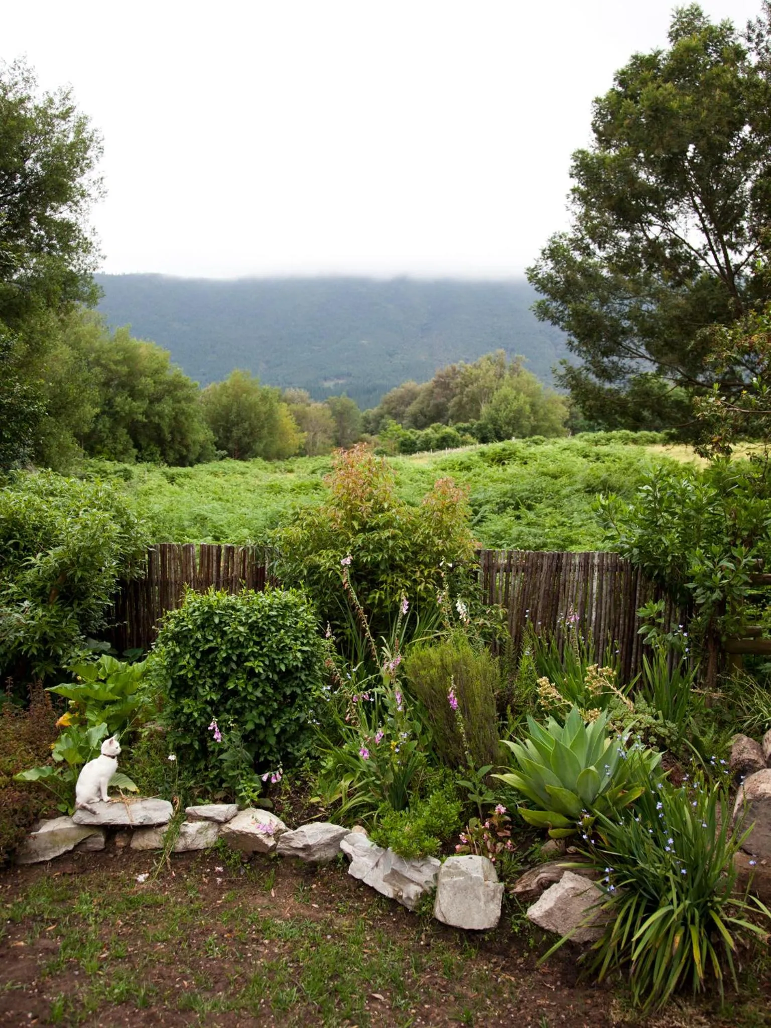 Garden in Andelomi Forest Lodge