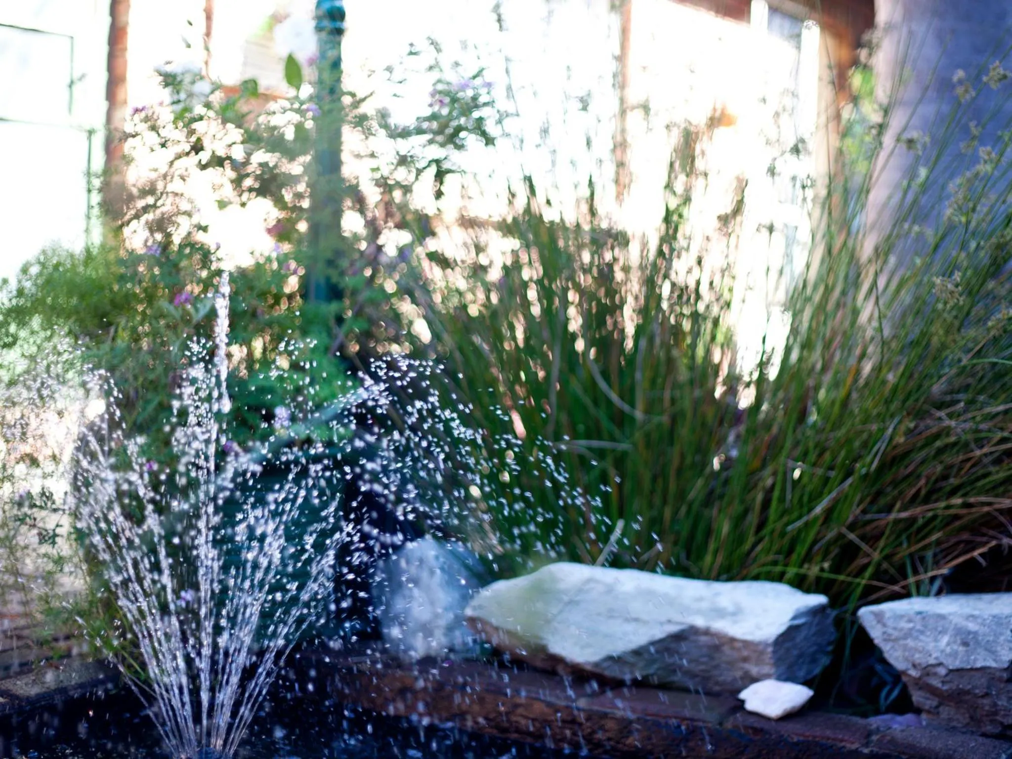 Garden in Andelomi Forest Lodge