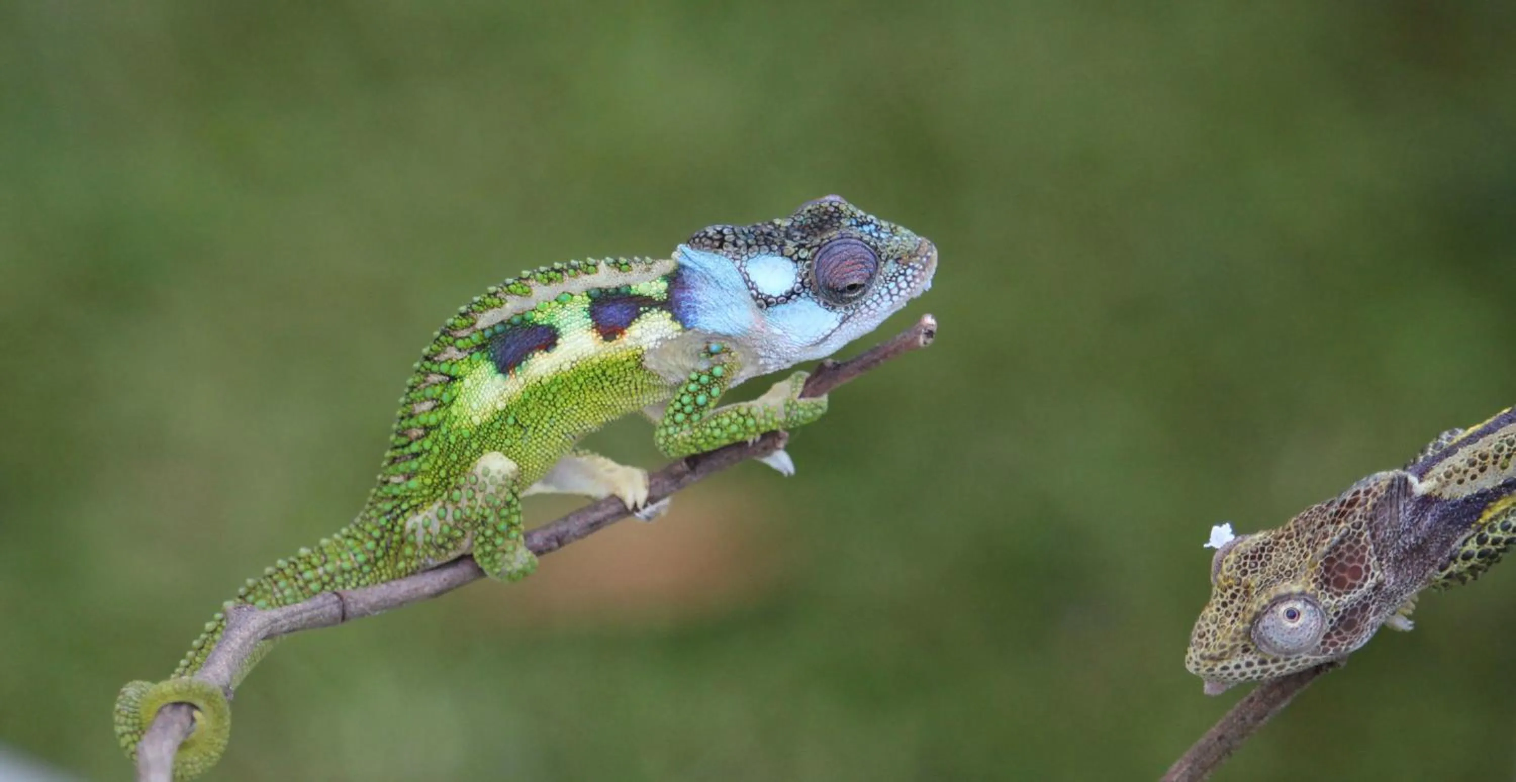 Garden in Andelomi Forest Lodge