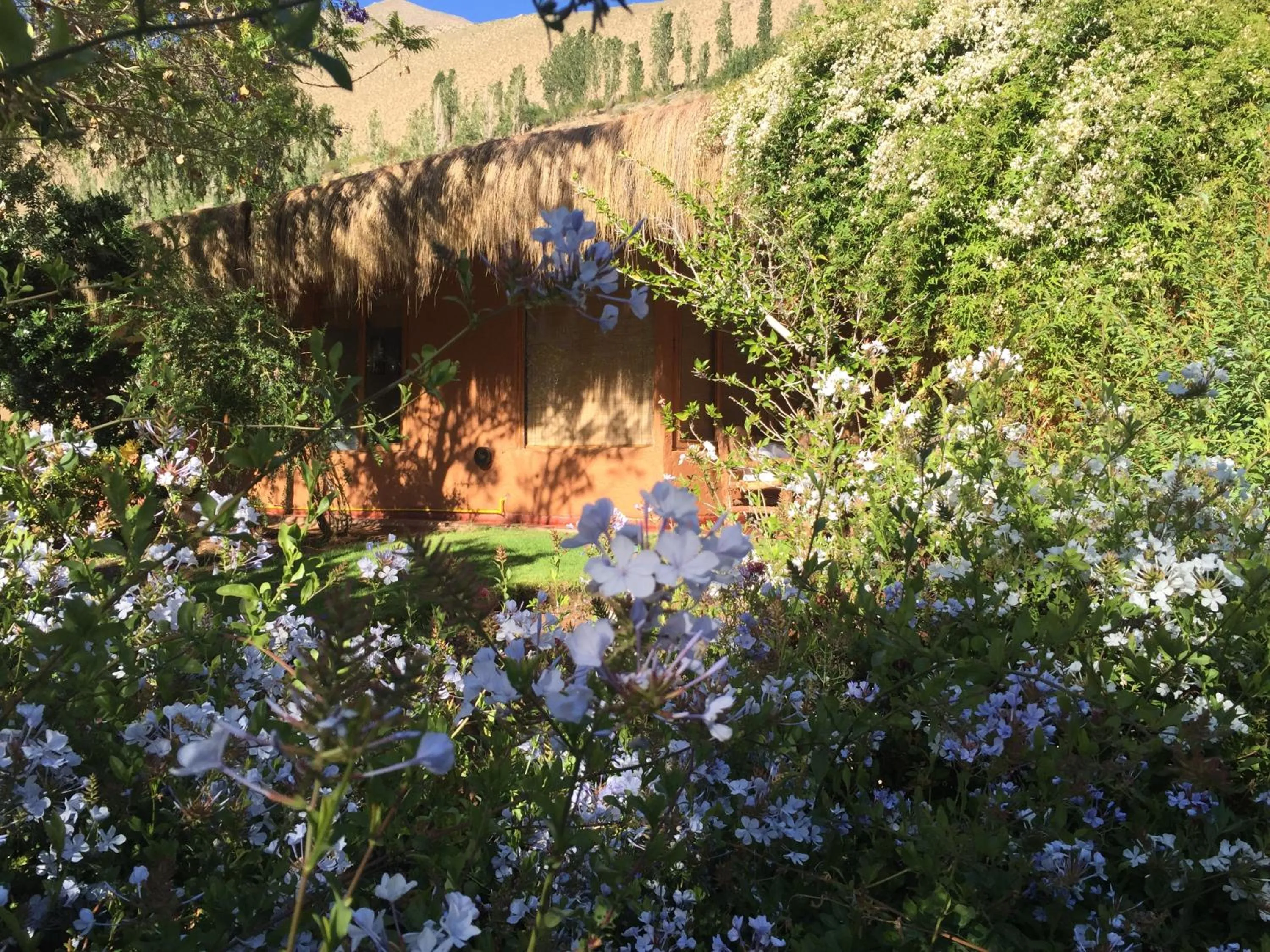 Garden in Hotel Misterios del Elqui