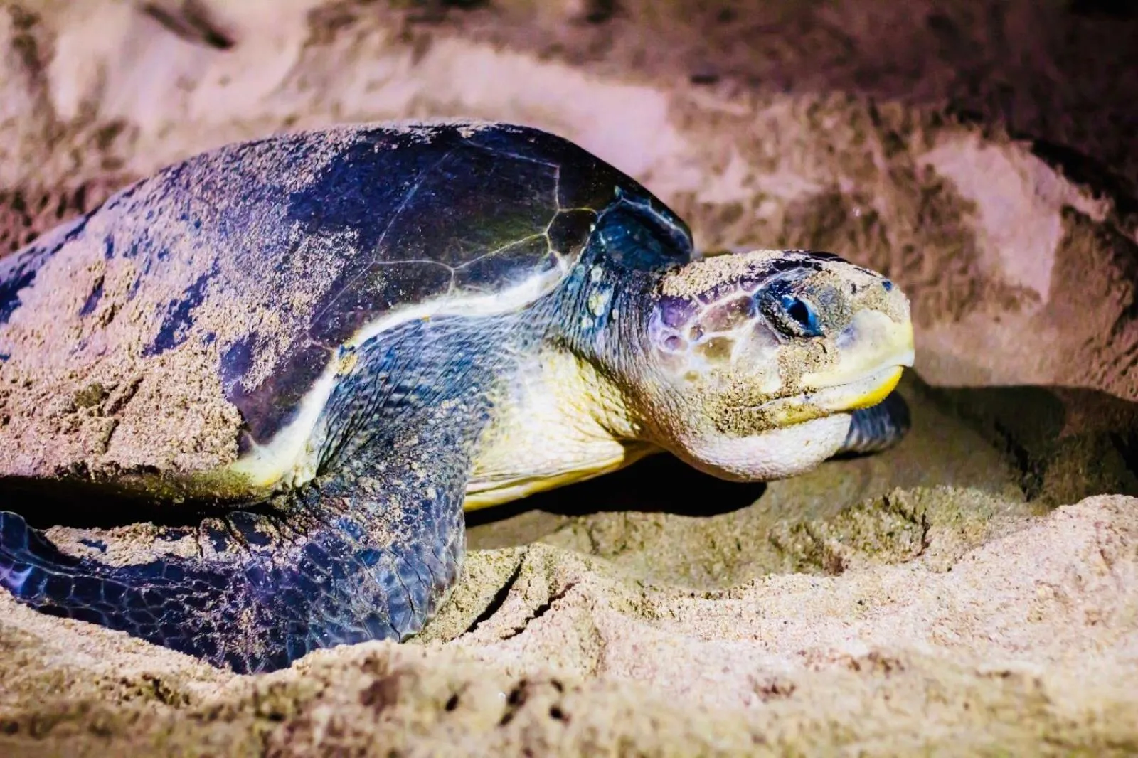 Activities in Hotel Boutique Punta Jamaica