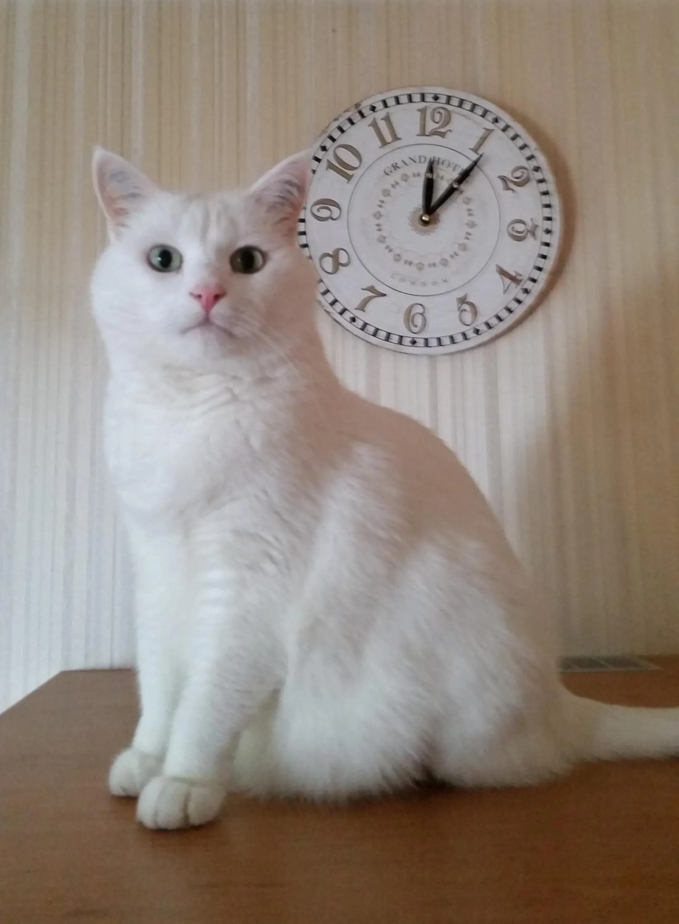 Pets in Hotel Restaurant Anna