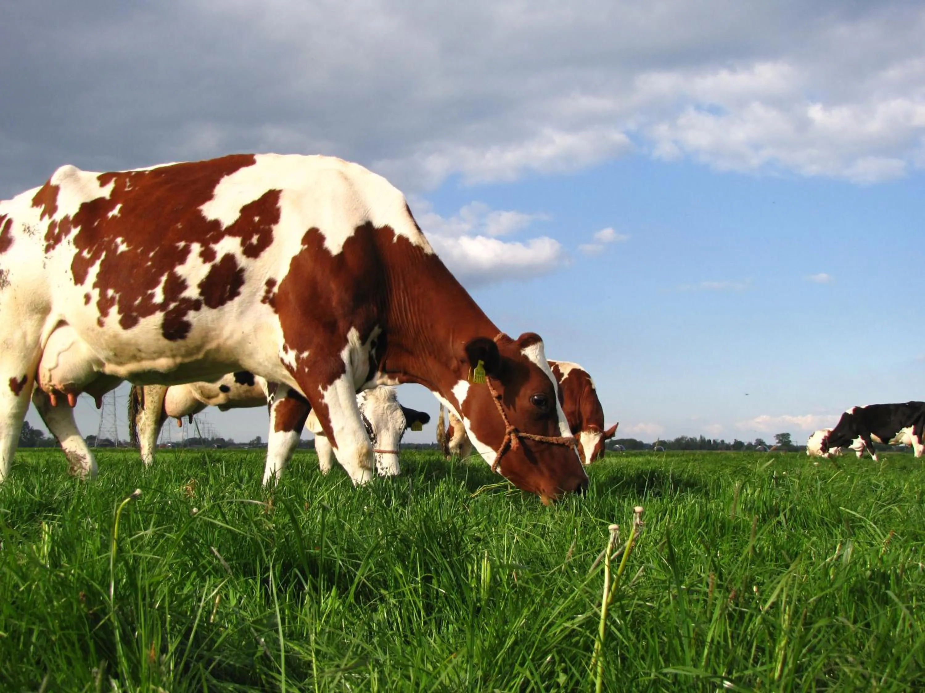 Animals in Boerderij Hazenveld