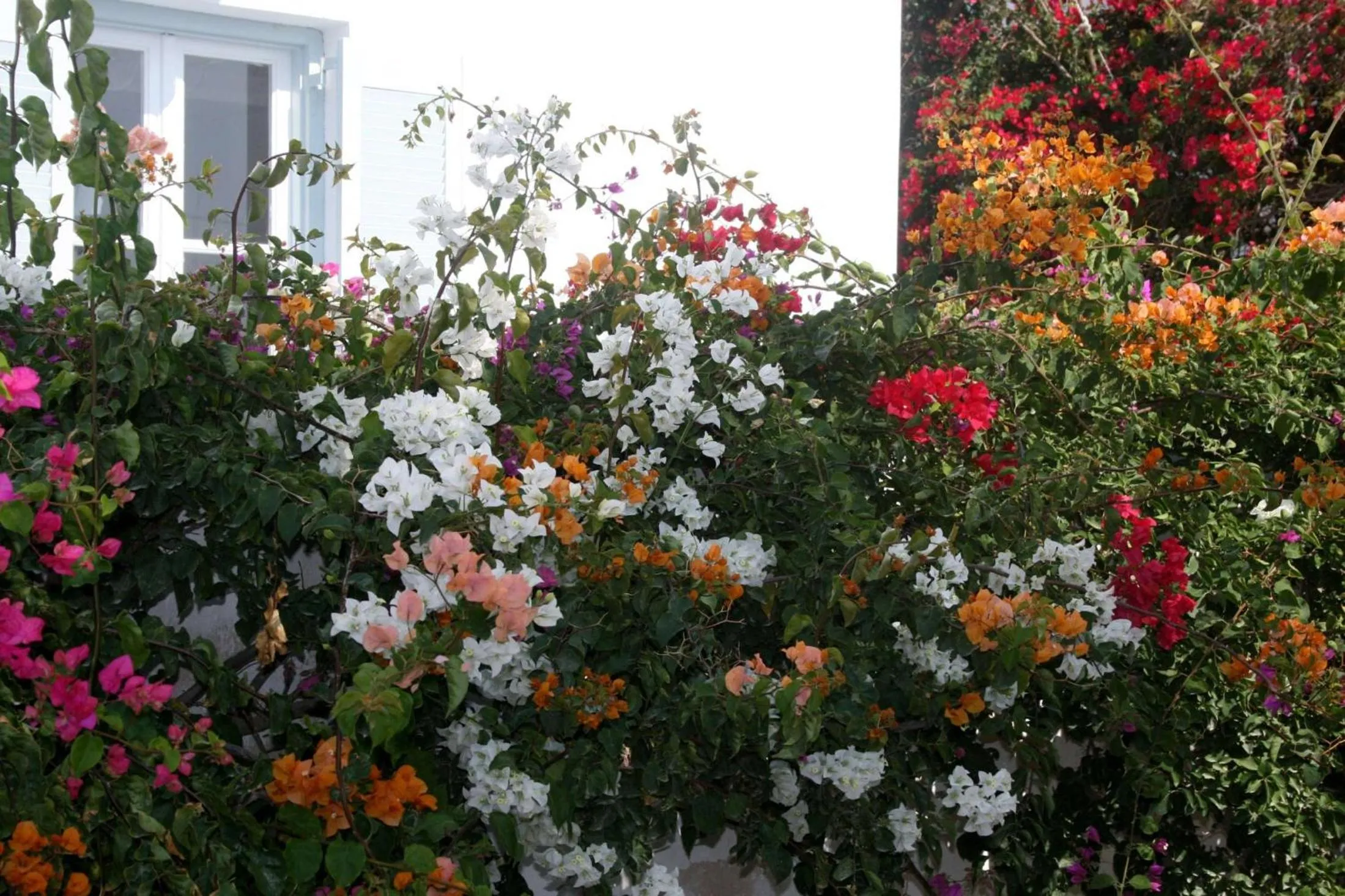 SPIROS & HIROKO Hotel - ADULTS ONLY