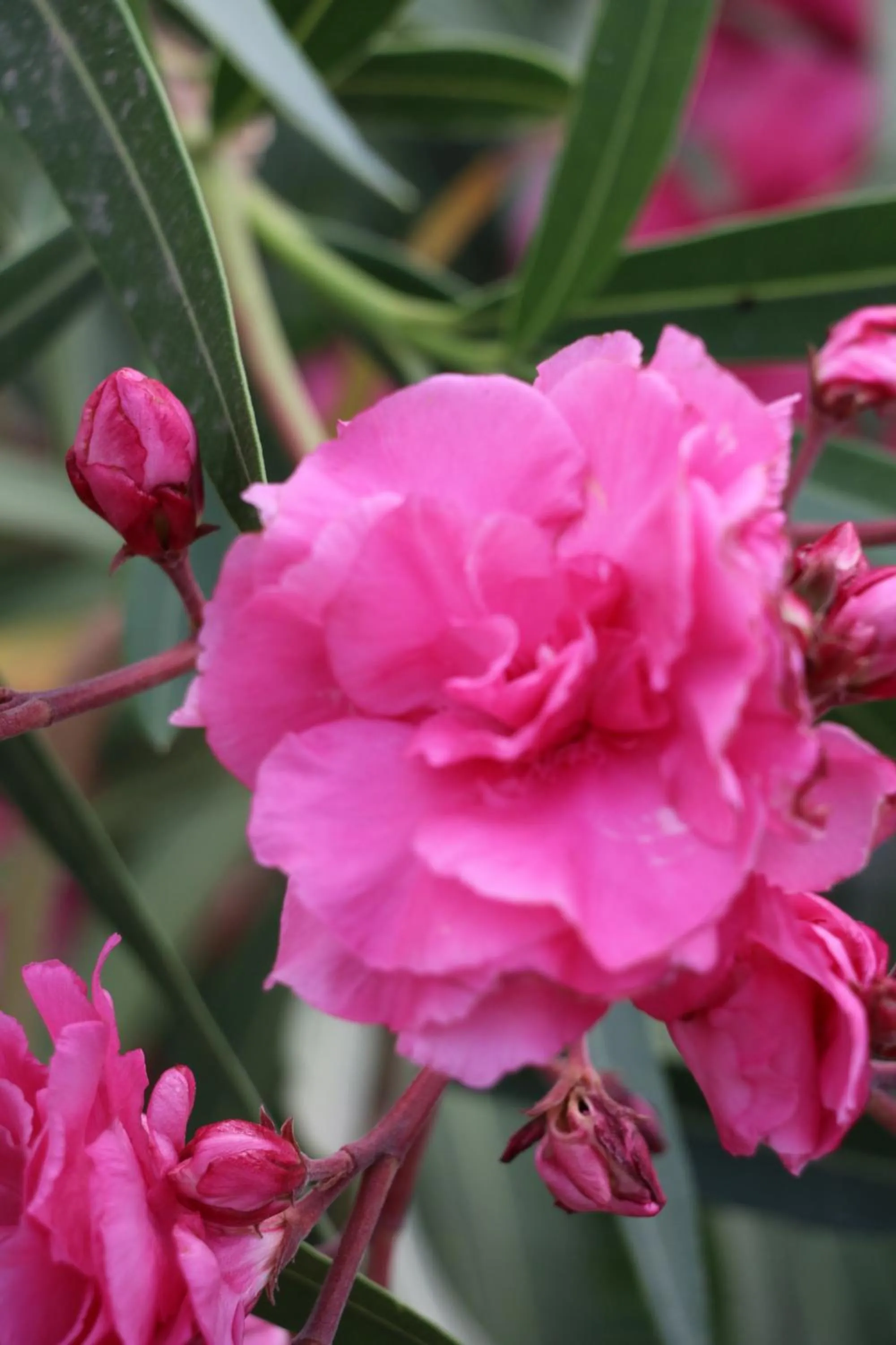 SPIROS & HIROKO Hotel - ADULTS ONLY