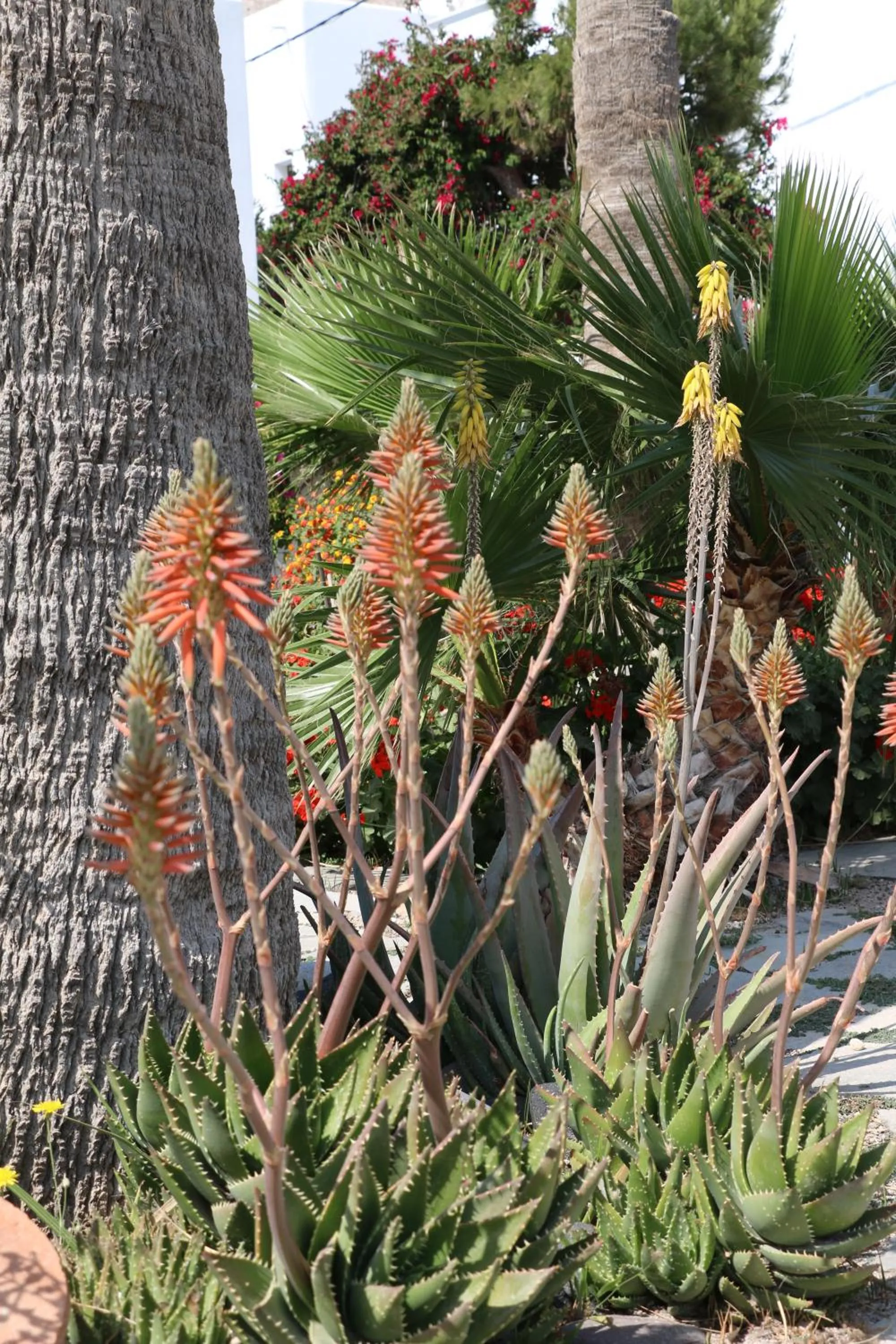 SPIROS & HIROKO Hotel - ADULTS ONLY