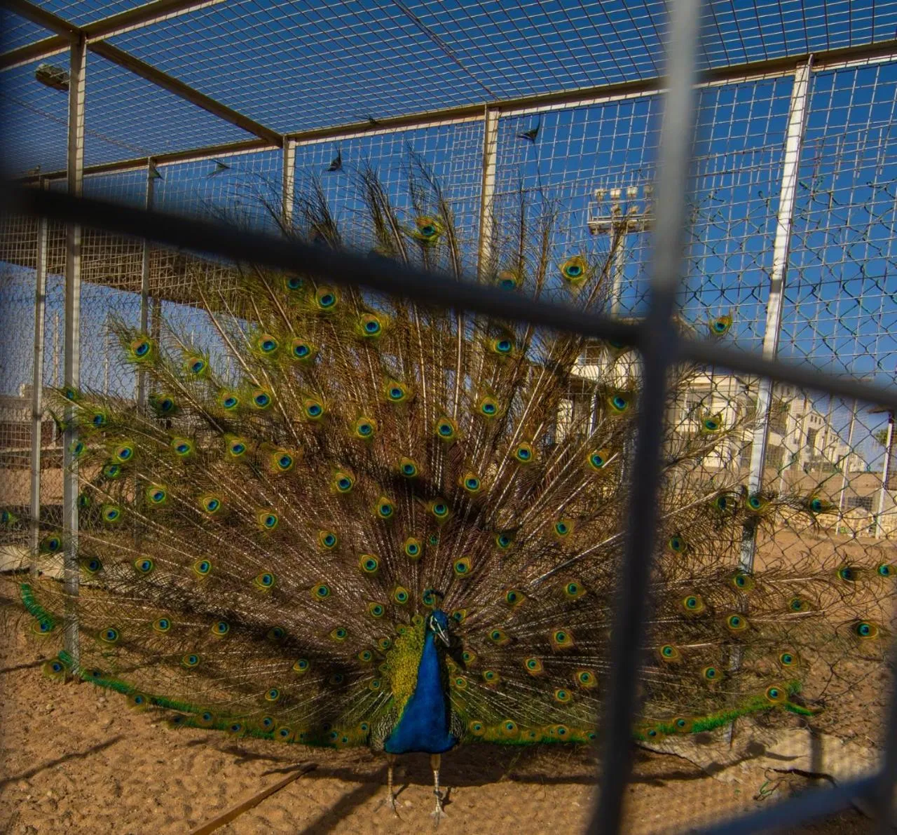 Animals in New Eagles Aqua Park Resort