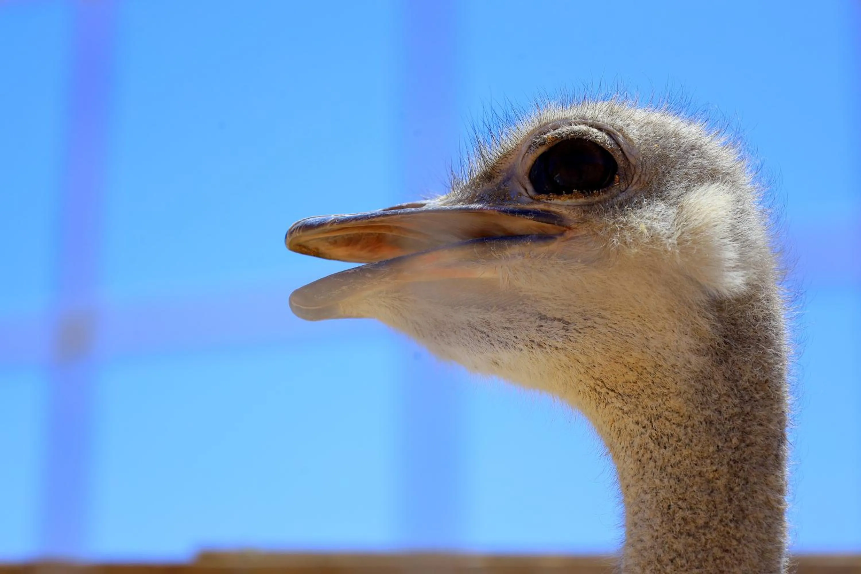 New Eagles Aqua Park Resort