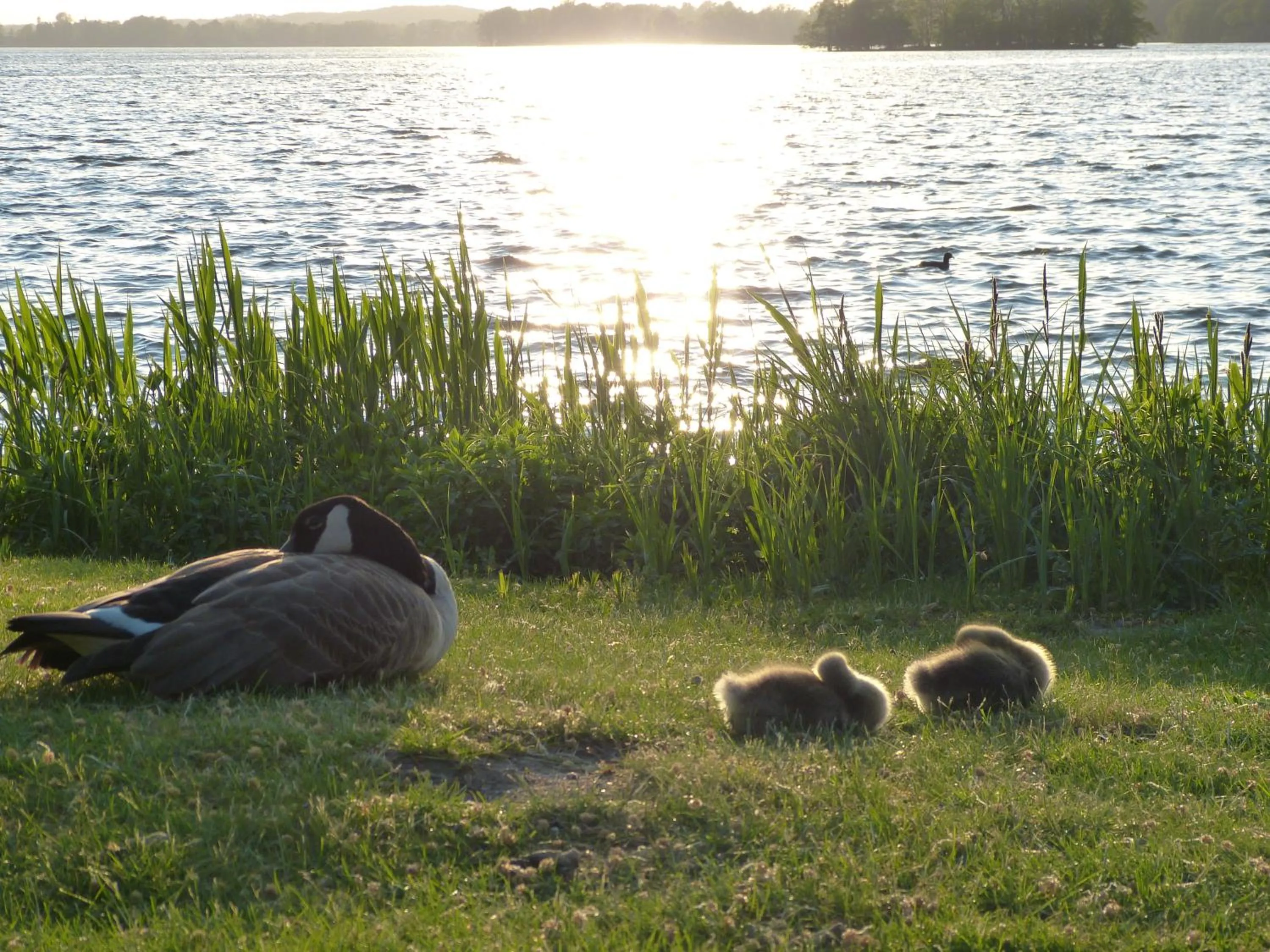 Natural landscape in Hotel Am Kurpark