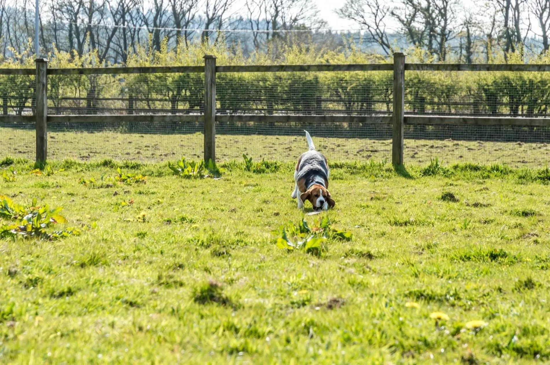 Floor plan in Primrose - 1 Bedroom Cottage - Llanteg