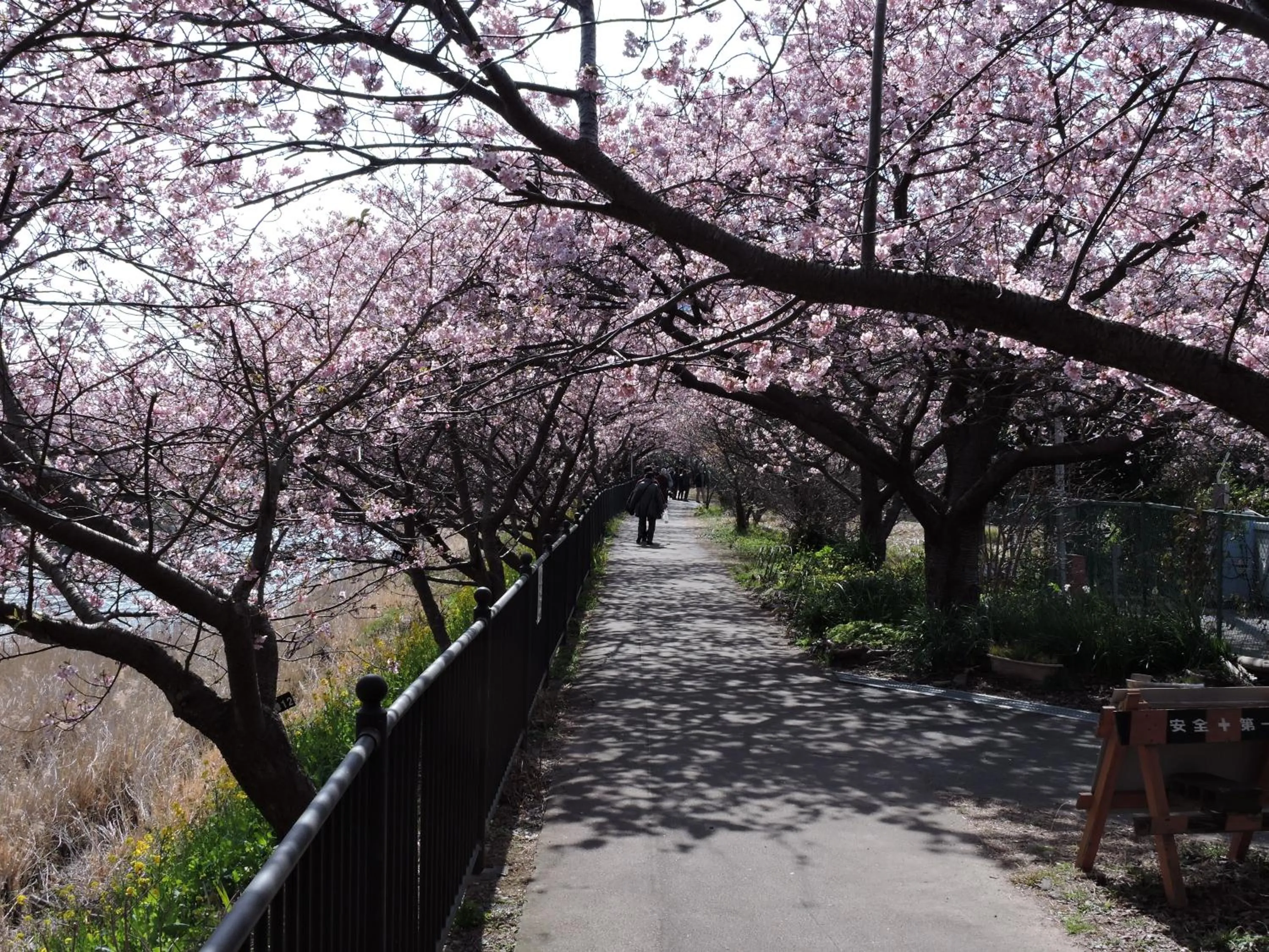 Spring in Shimoda Prince Hotel