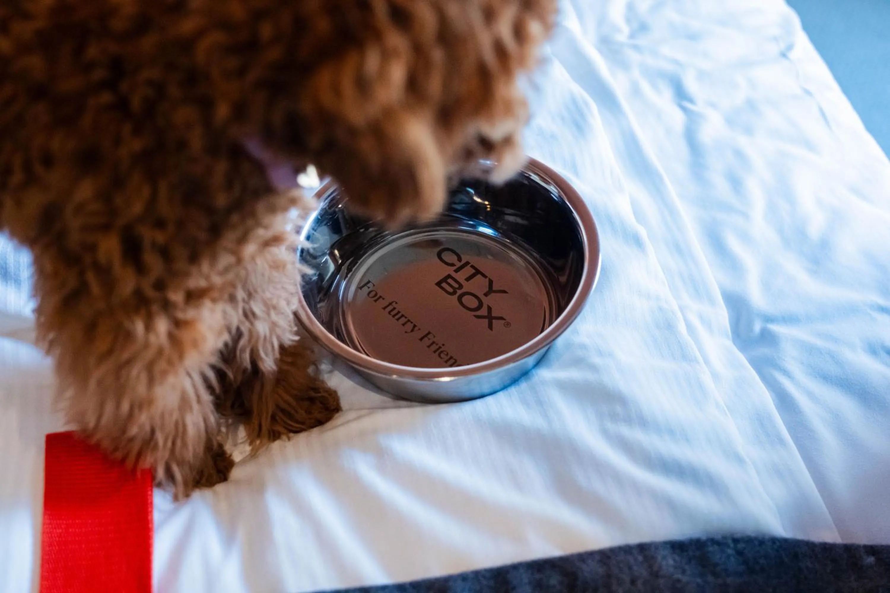 pet friendly, Bed in Citybox Antwerp City Center