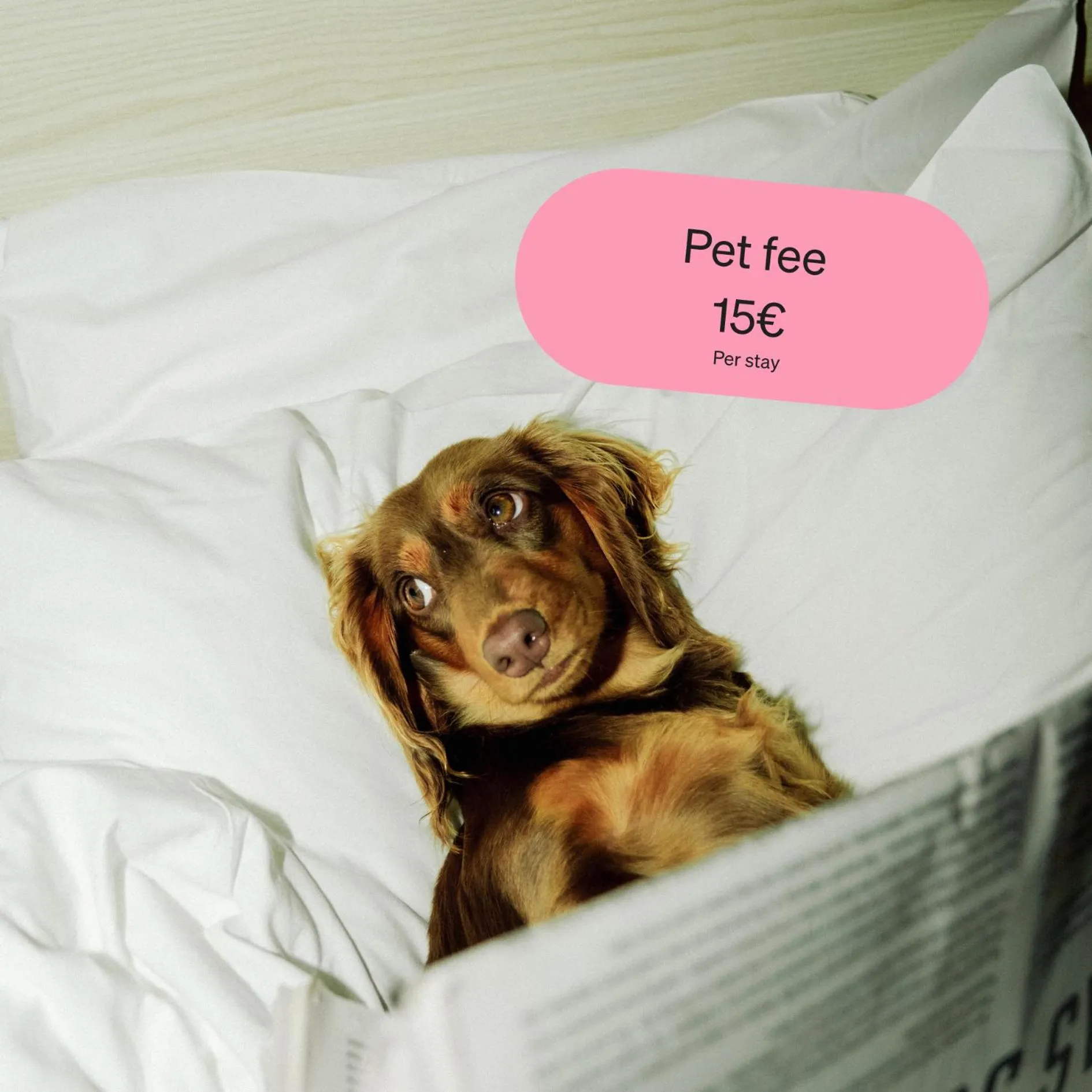 Pets in Citybox Antwerp City Center