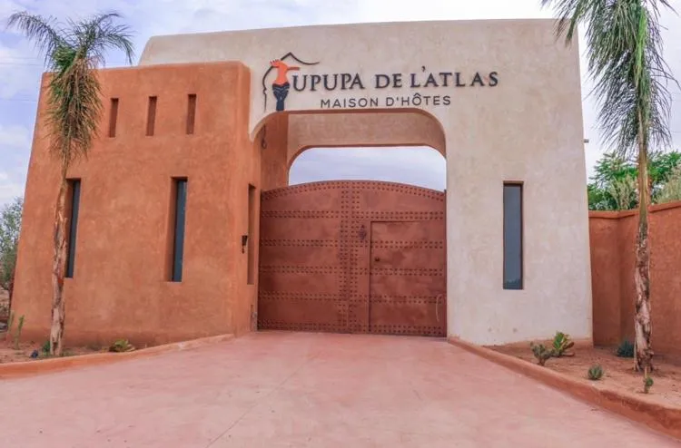 Upupa de l’Atlas