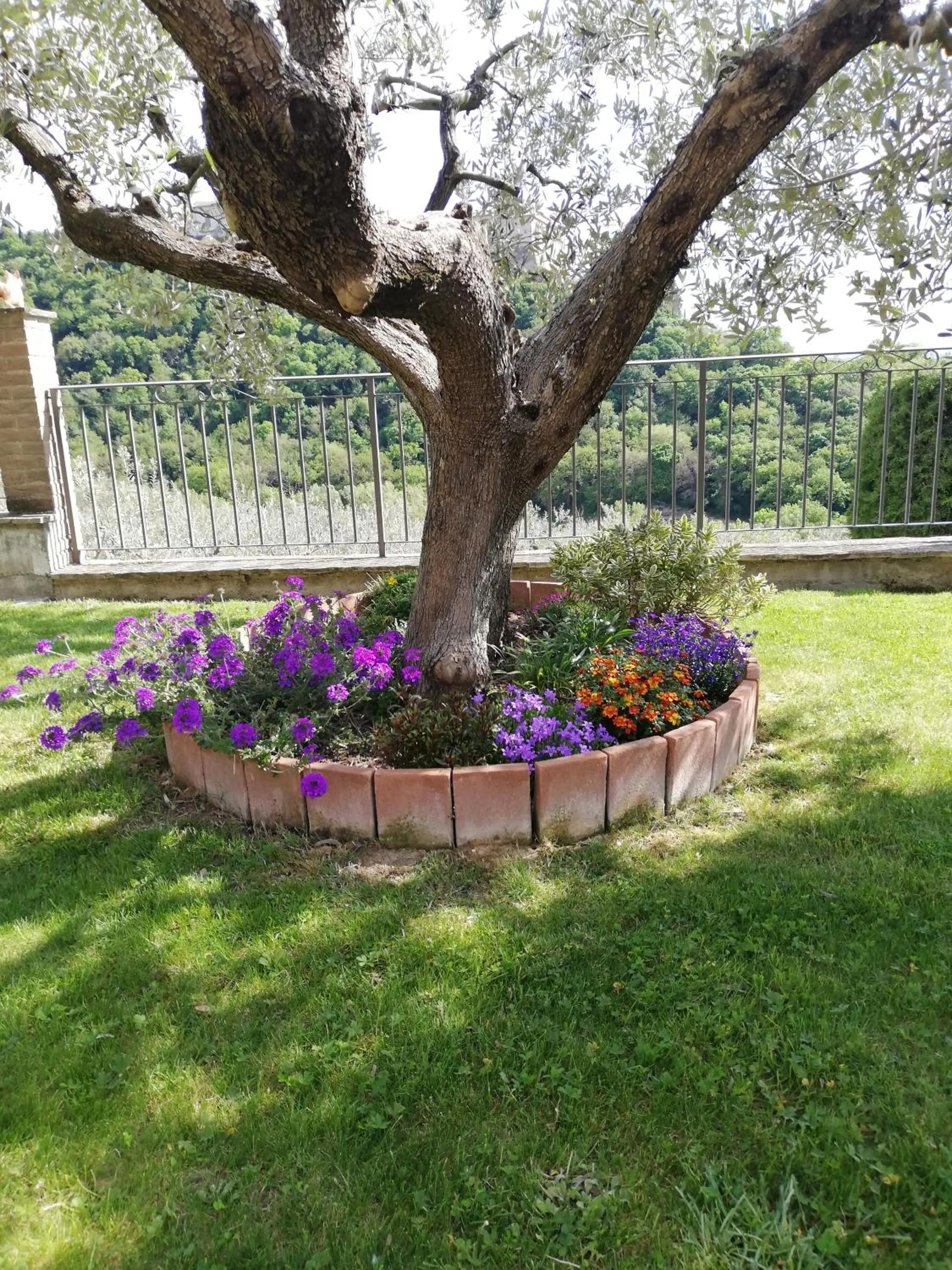 La Casa Tra Gli Ulivi