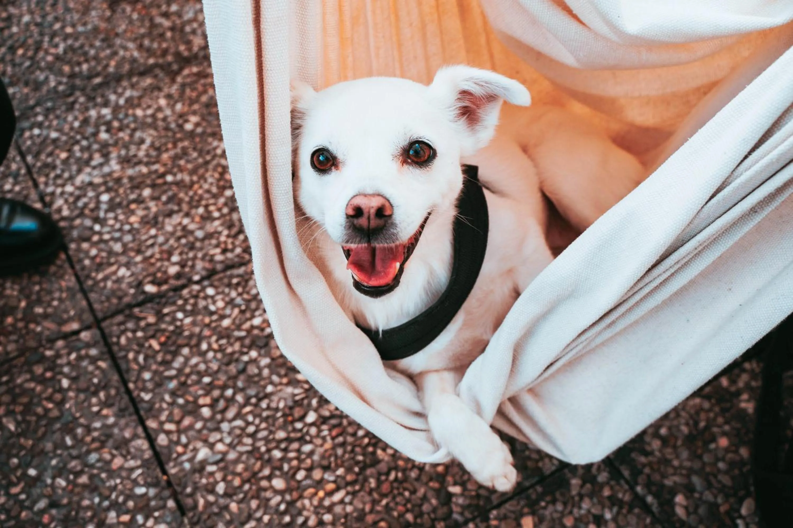 Pets in Ostello Bello Firenze