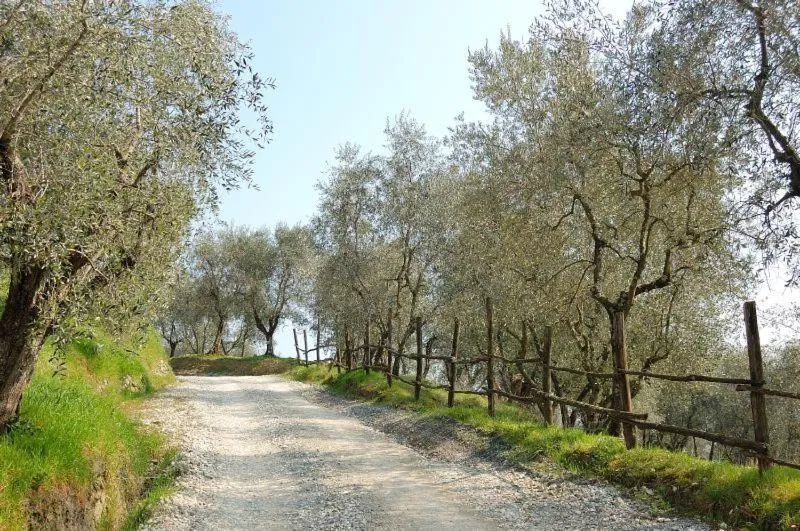 Other in Fattoria di Fubbiano