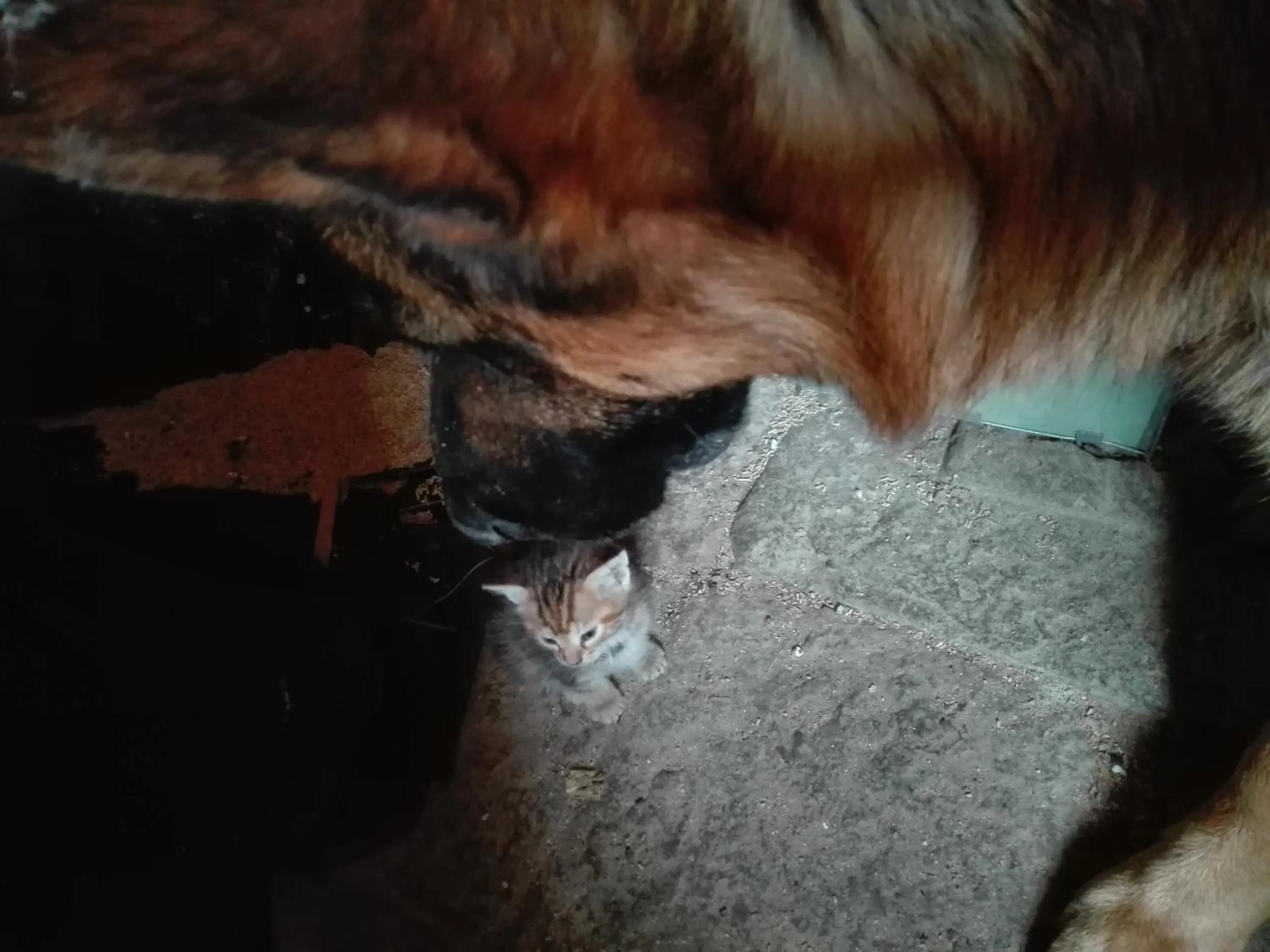 Pets in Fattoria di Fubbiano