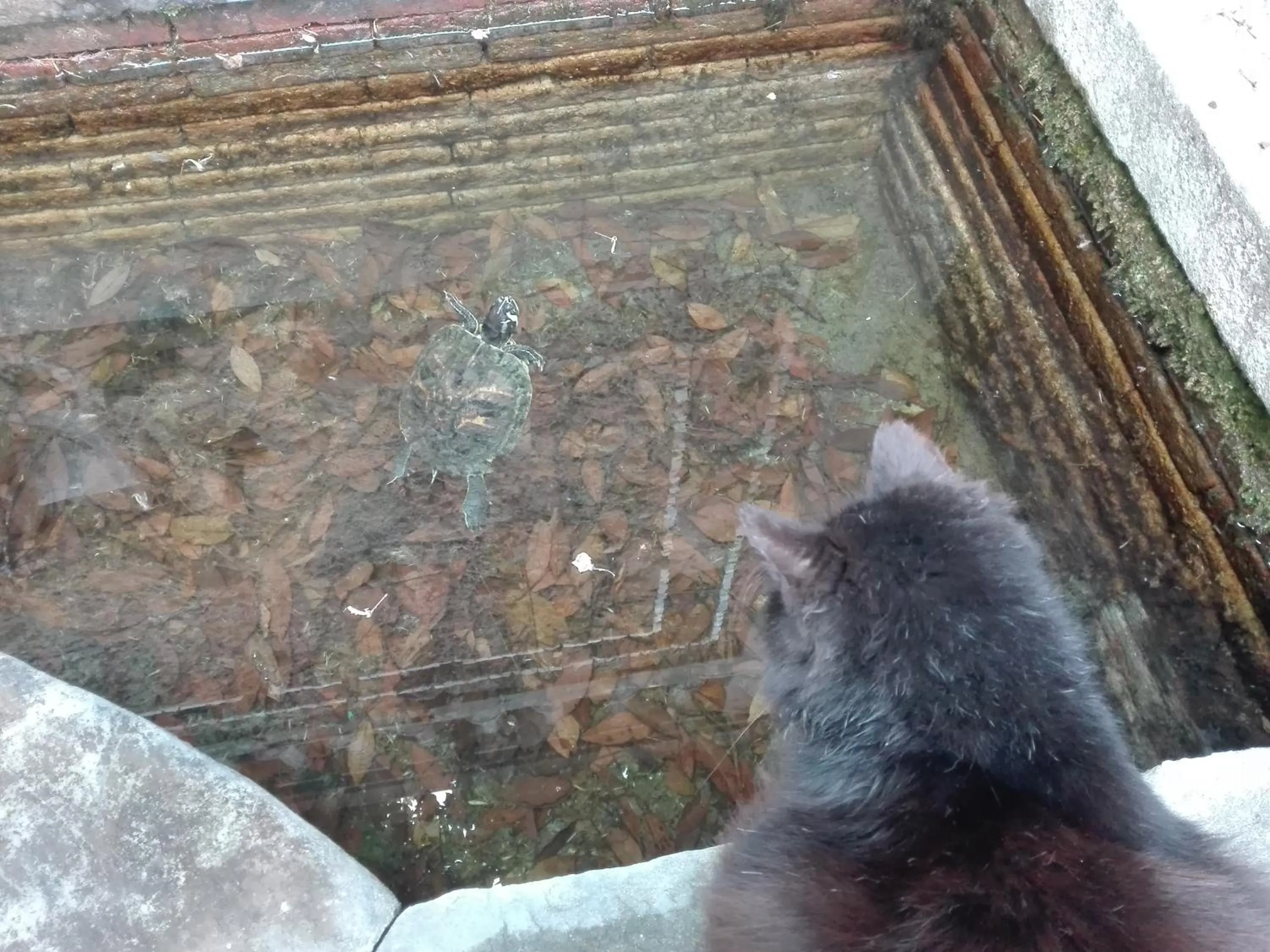 Pets in Fattoria di Fubbiano