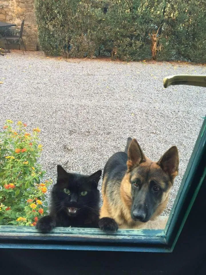 Pets in Fattoria di Fubbiano