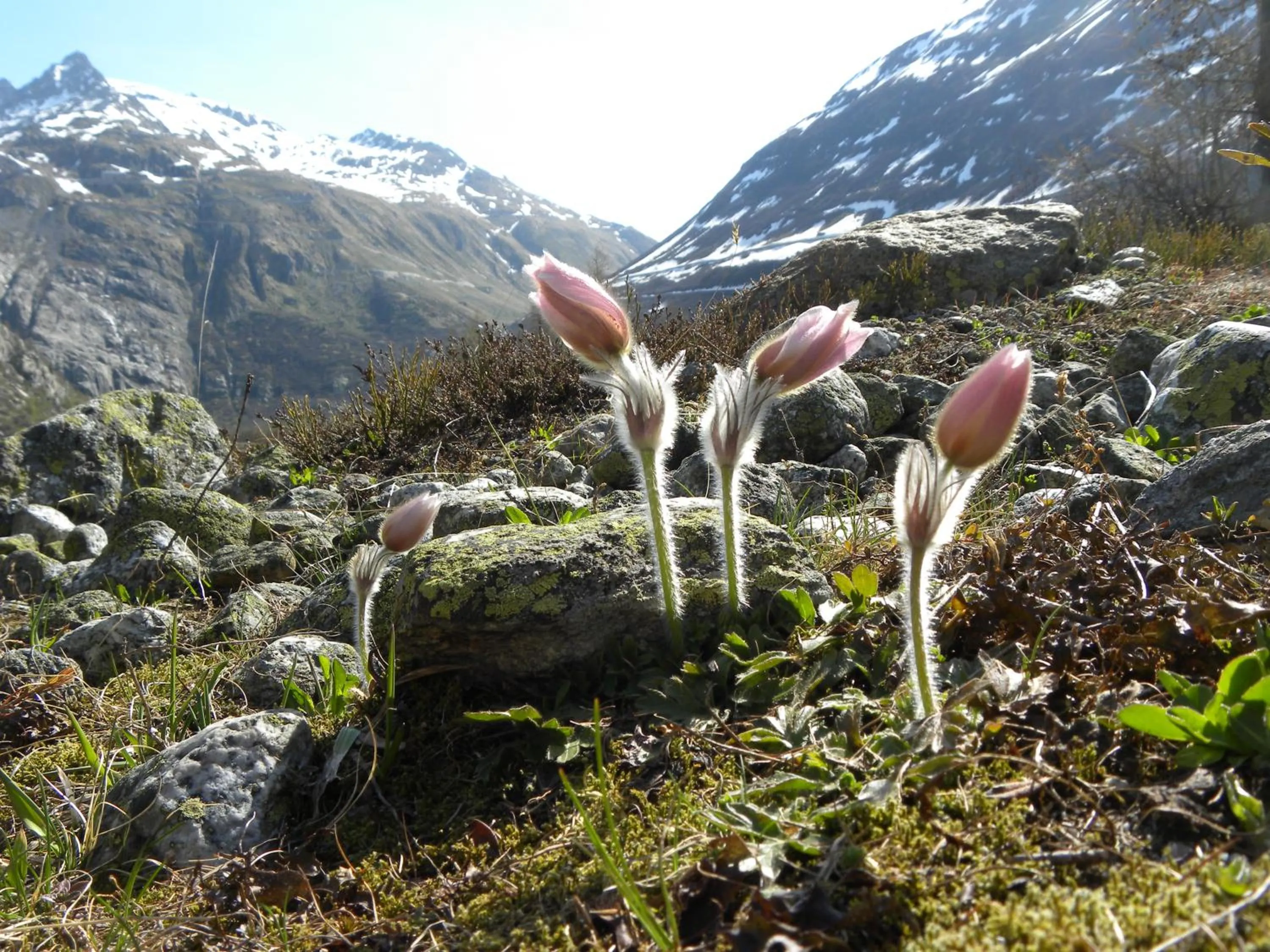 Summer in Hotel Restaurant Walliser Sonne