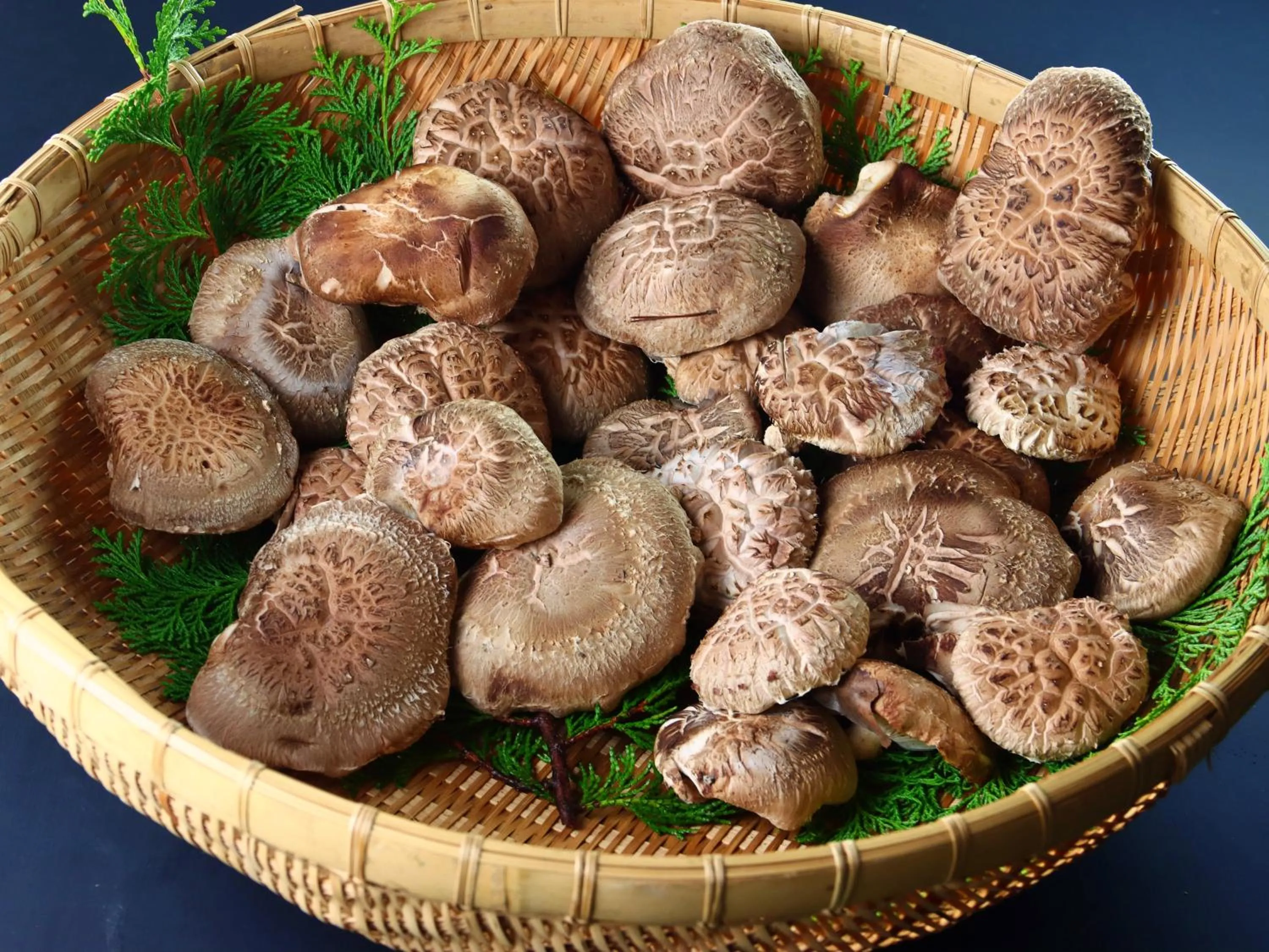 Hanasaku Onsen Yoshiyaso