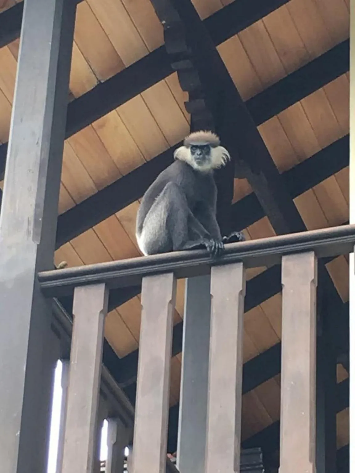 Animals in Sergeant House Boutique Villa & Private Beach