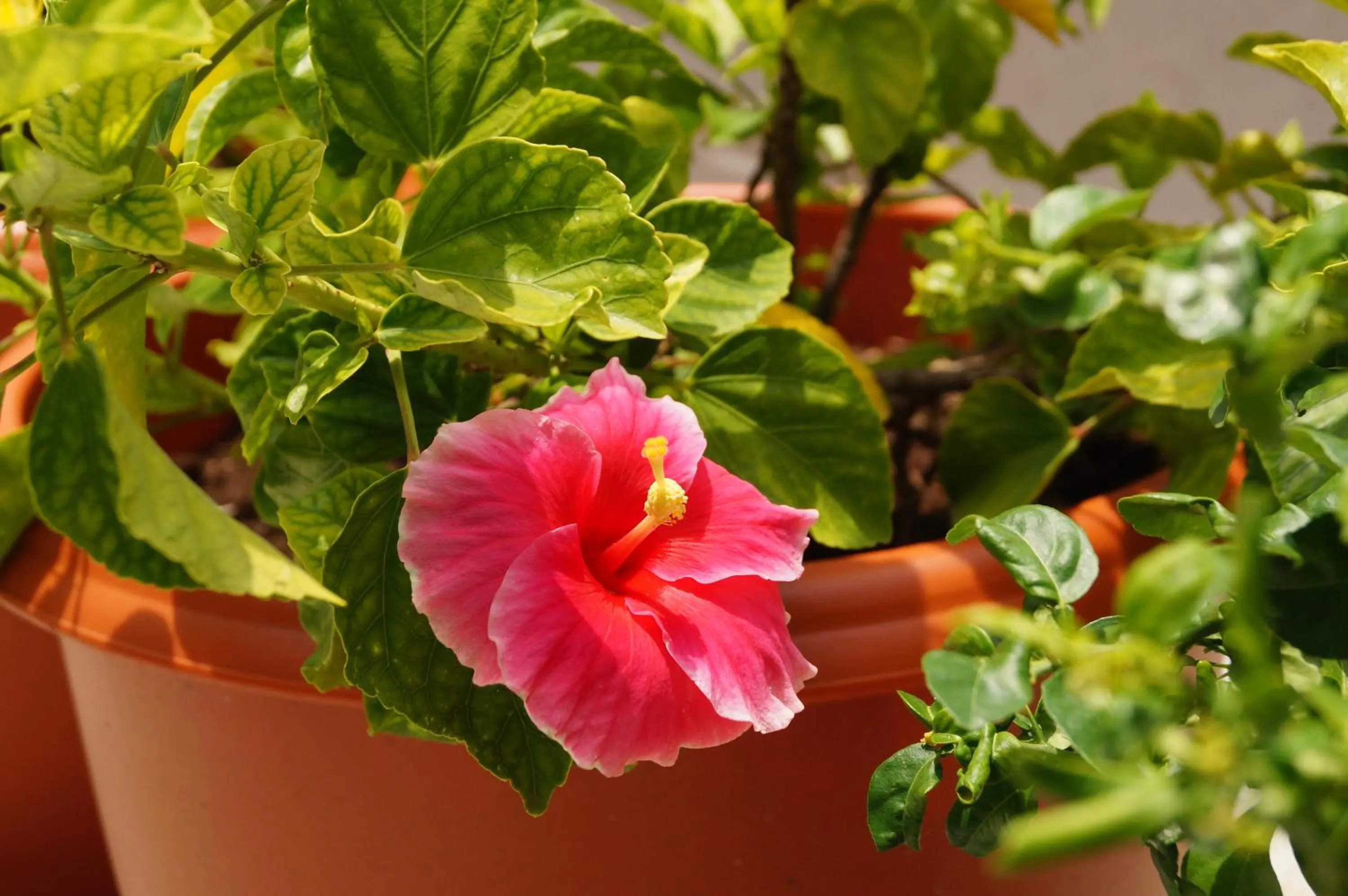 Balcony/Terrace in Hotel Kumkum