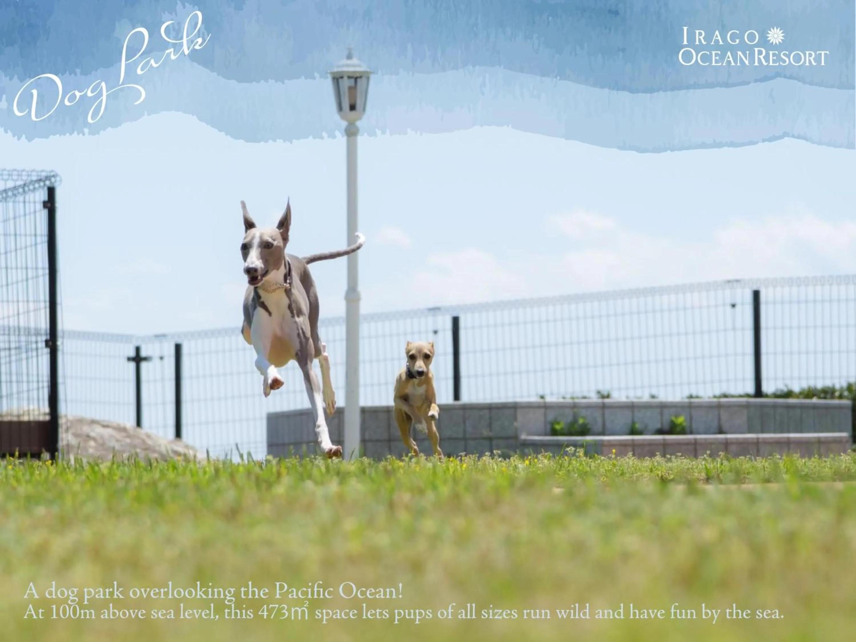 Animals in Irago Ocean Resort