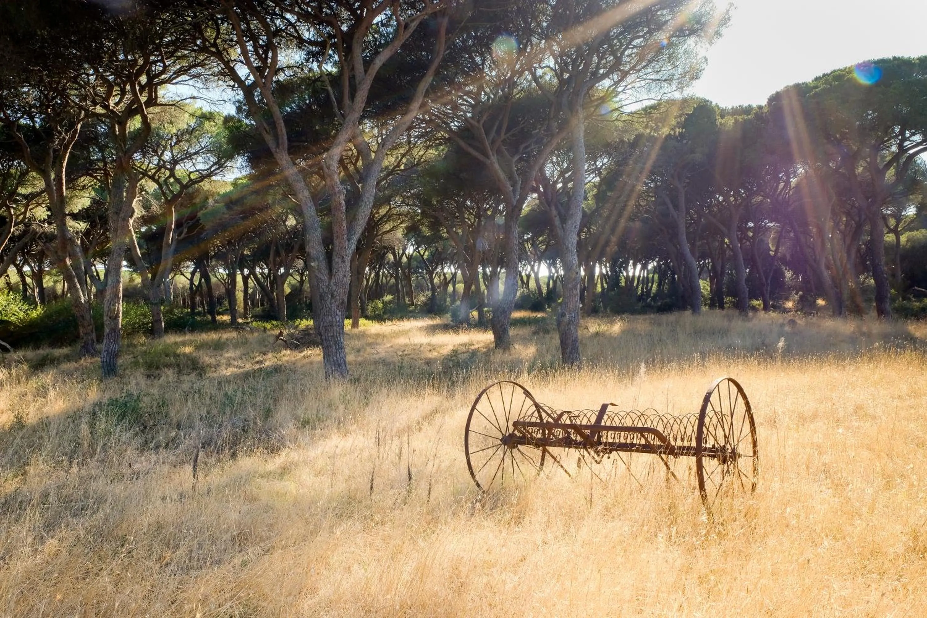BBQ facilities in Residence La Canova II