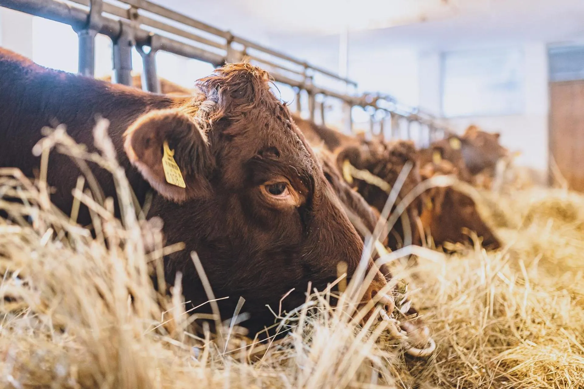 Animals in Hotel Vorderronach