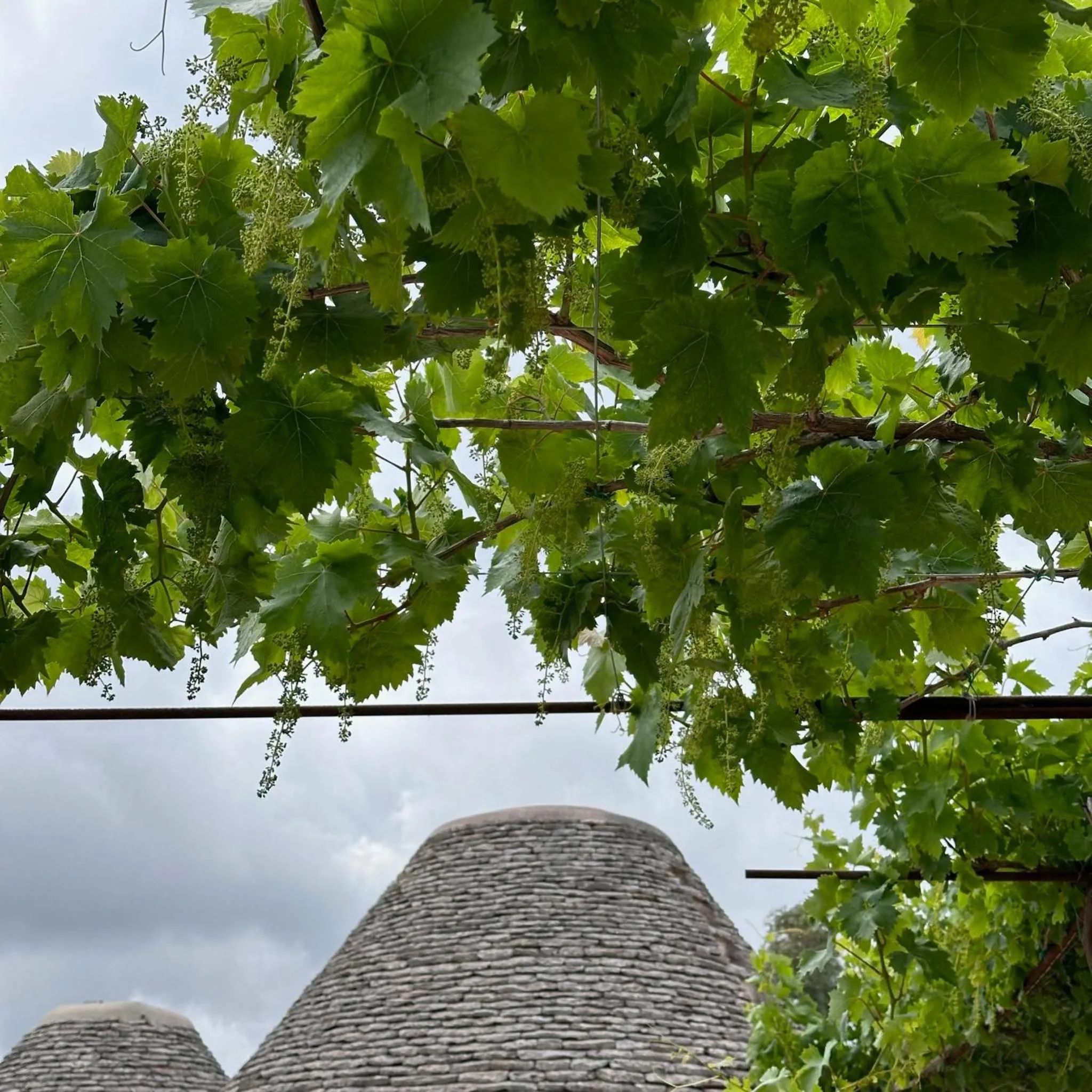 Patio in Masseria LoJazzo