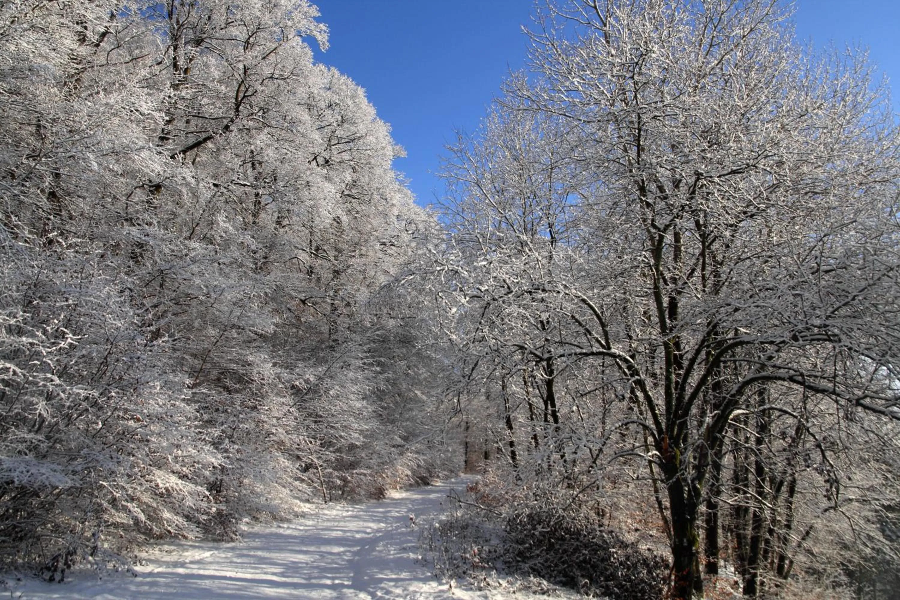 Area and facilities in Waldhotel Schinkenwirt