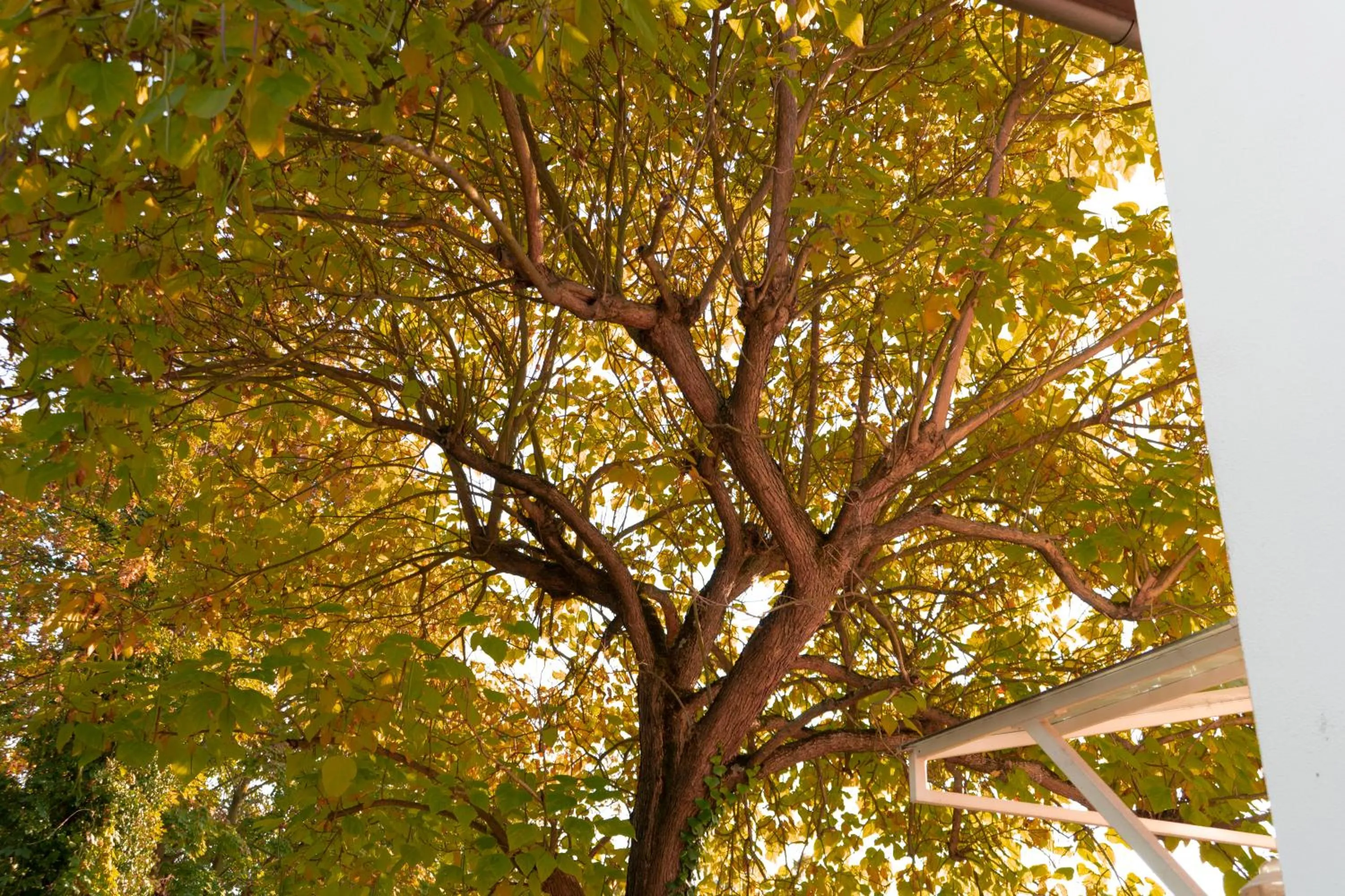 Garden view in Villa Benz Hotel garni