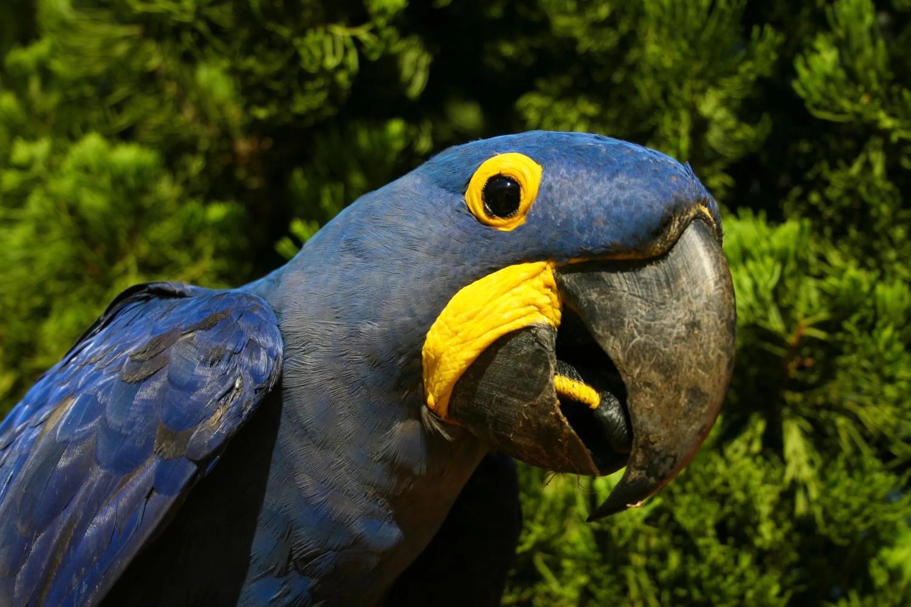 Animals in Promenade Bonito All Suites