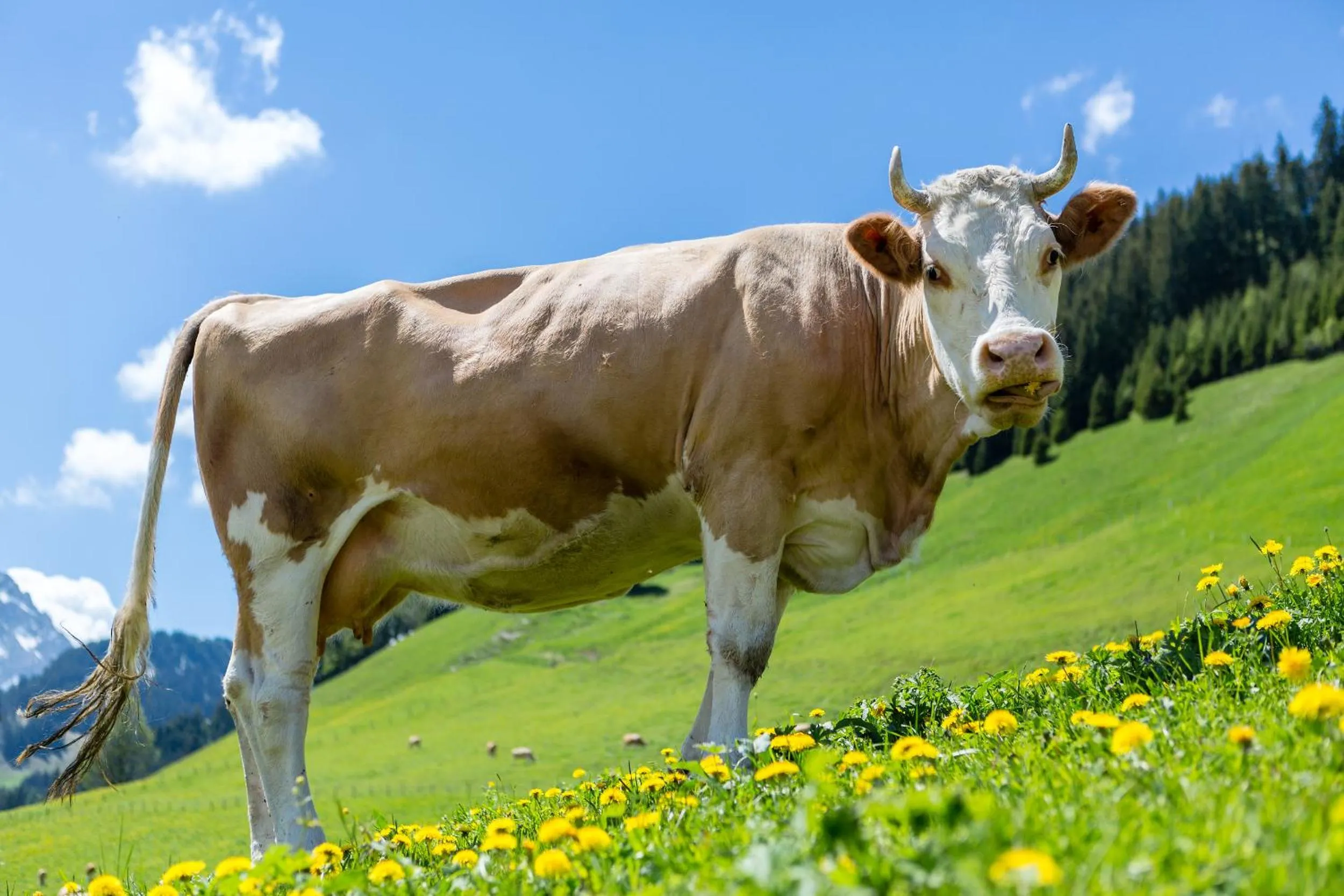 Animals in Hotel Des Alpes