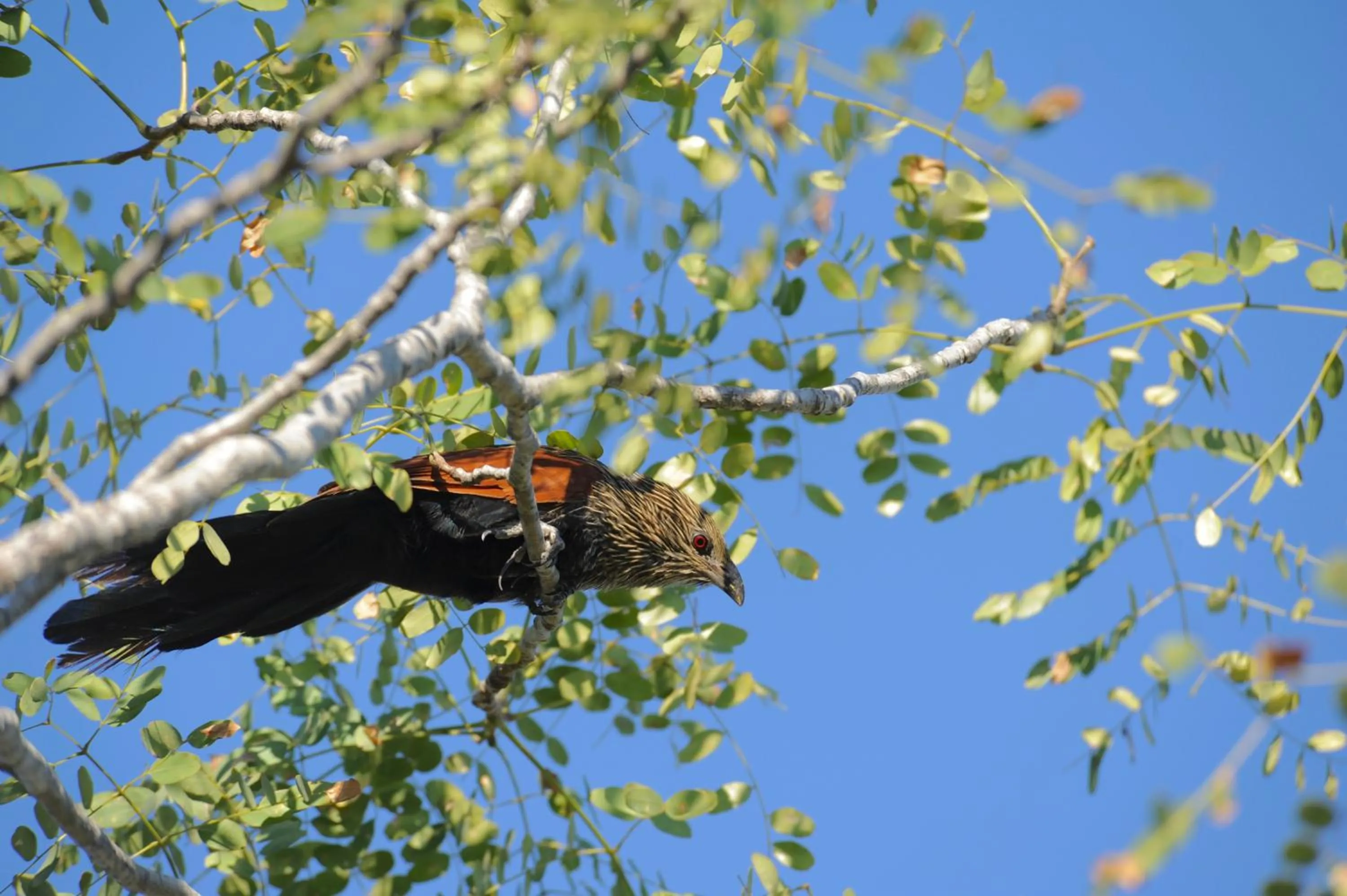 Animals in Auberge de la Table