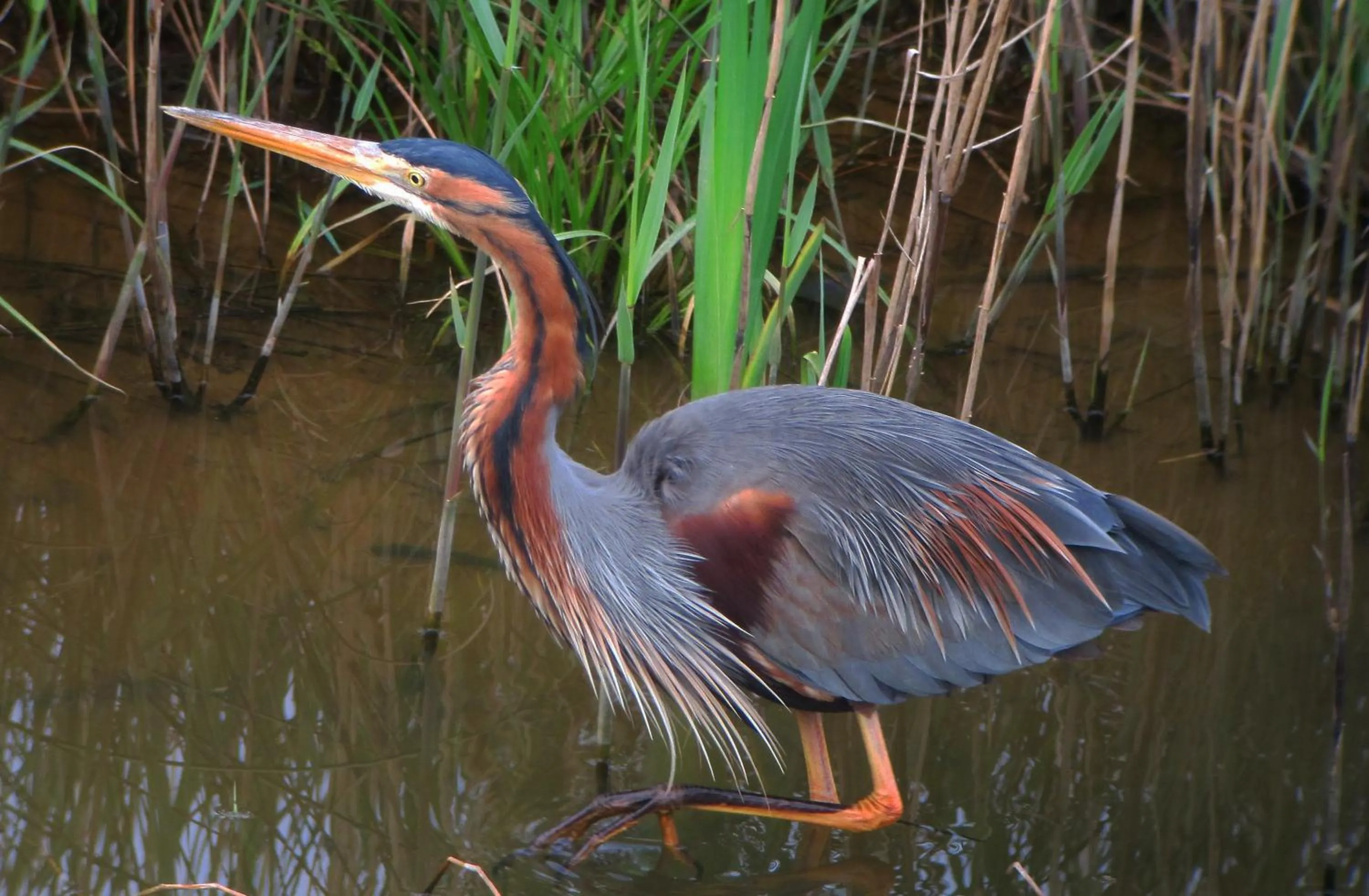 Natural landscape in Urdaibai Bird Center