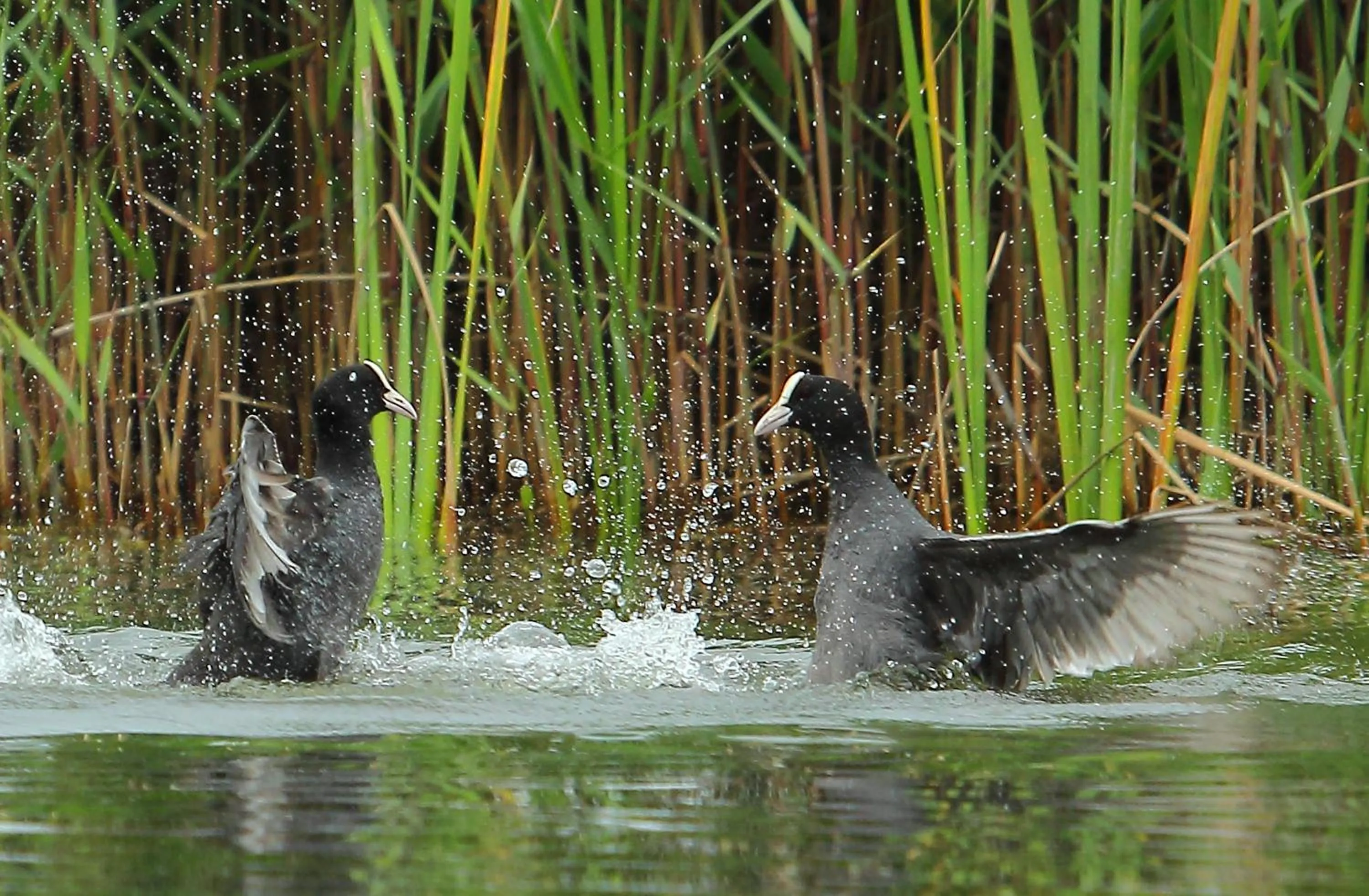 Natural landscape in Urdaibai Bird Center