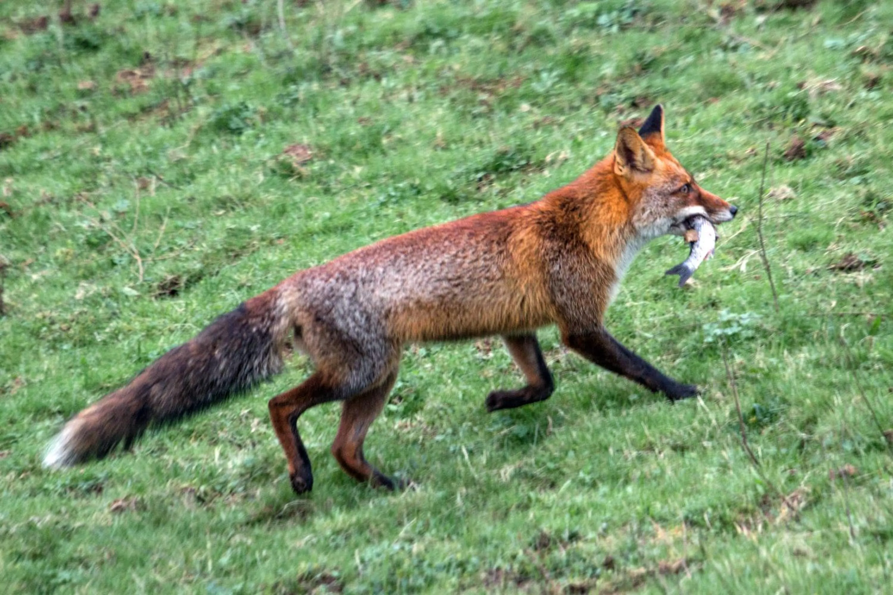 Natural landscape in Urdaibai Bird Center